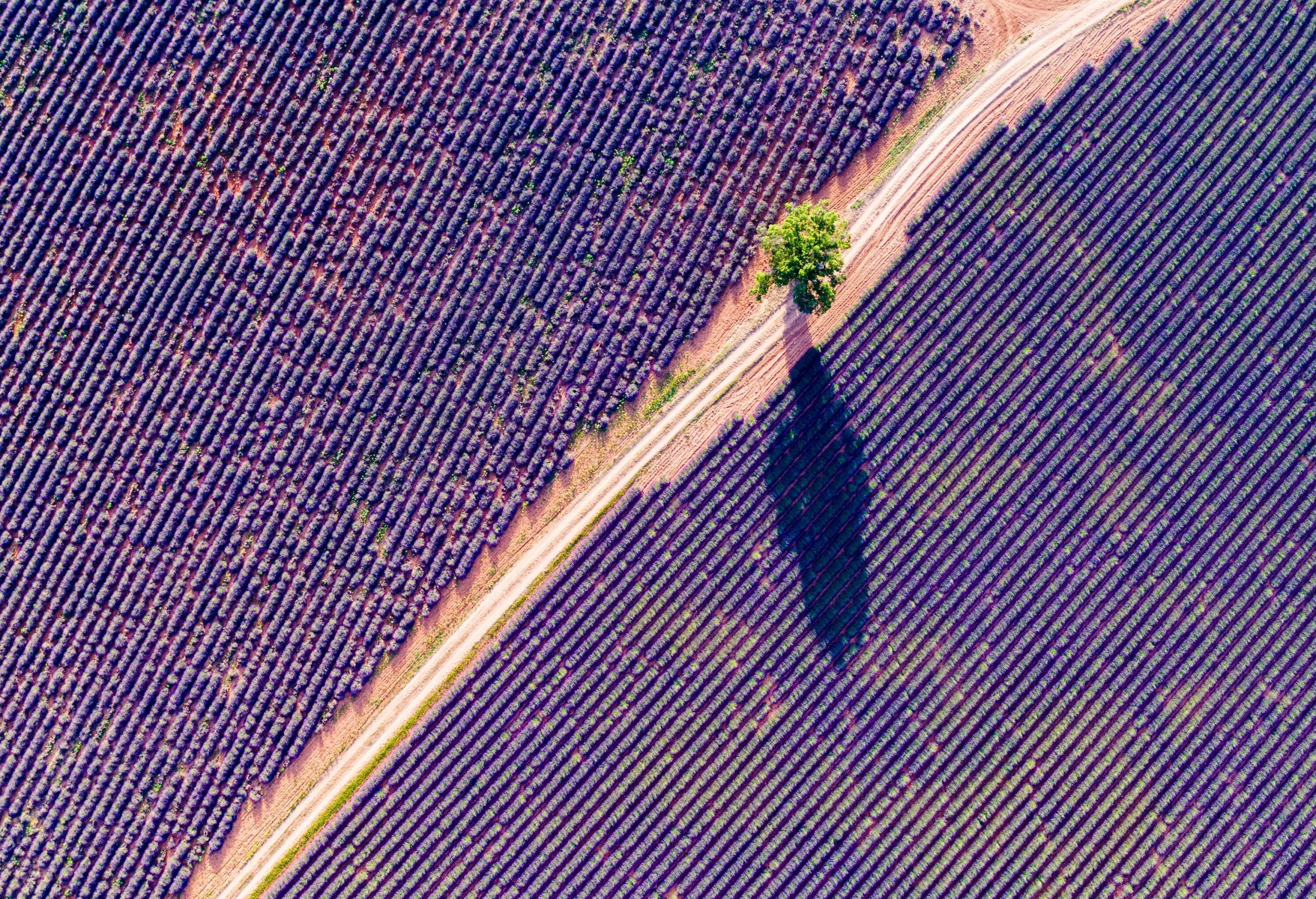 Aerial drone view of lavender field in summer, Provence, France