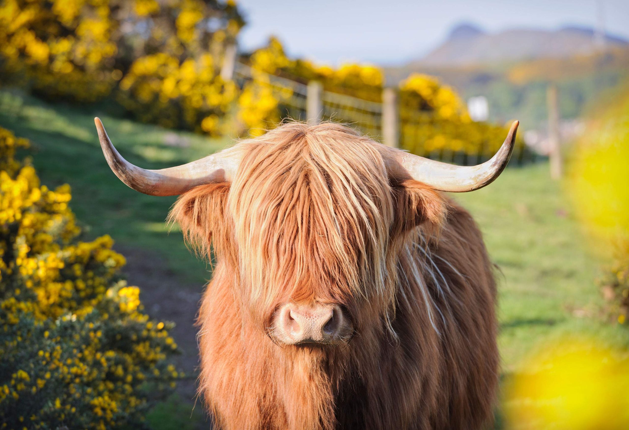 A tidy brown highland cow surrounded by common gorse.