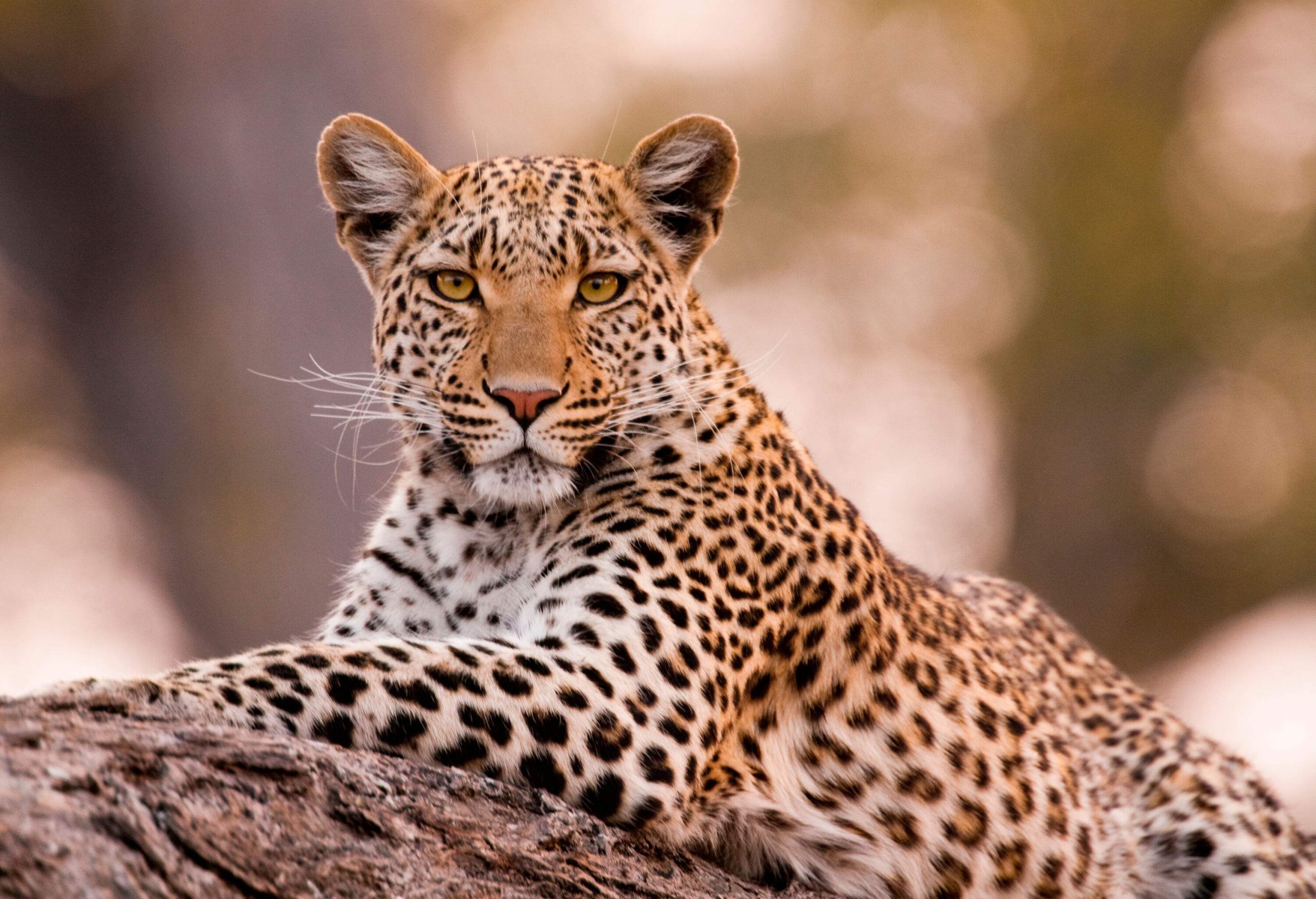dest_botswana_chobe-national-park_theme_animal_leopard_gettyimages-160869327