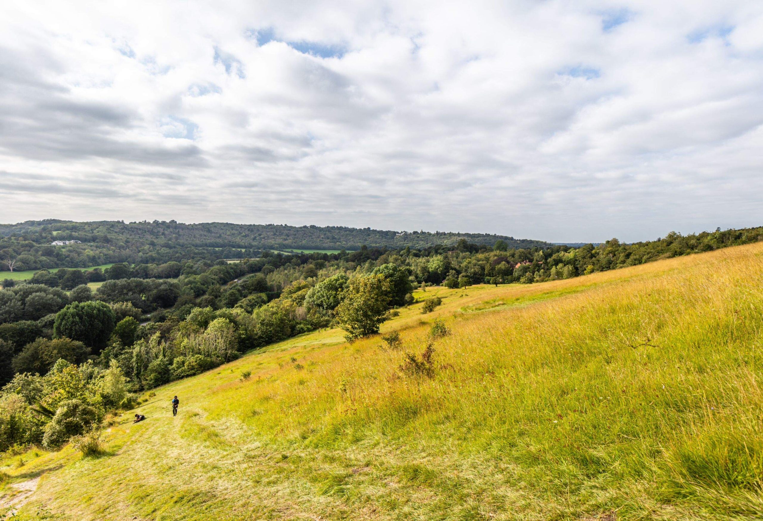 A view of surrey box hill