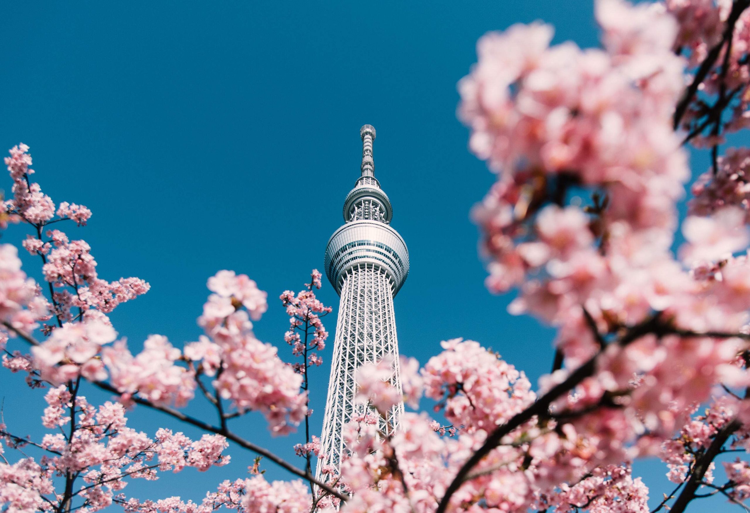 The Tokyo Skytree is a white broadcasting and observation tower that protrudes toward the blue sky against the cherry blossom in full bloom in the foreground.