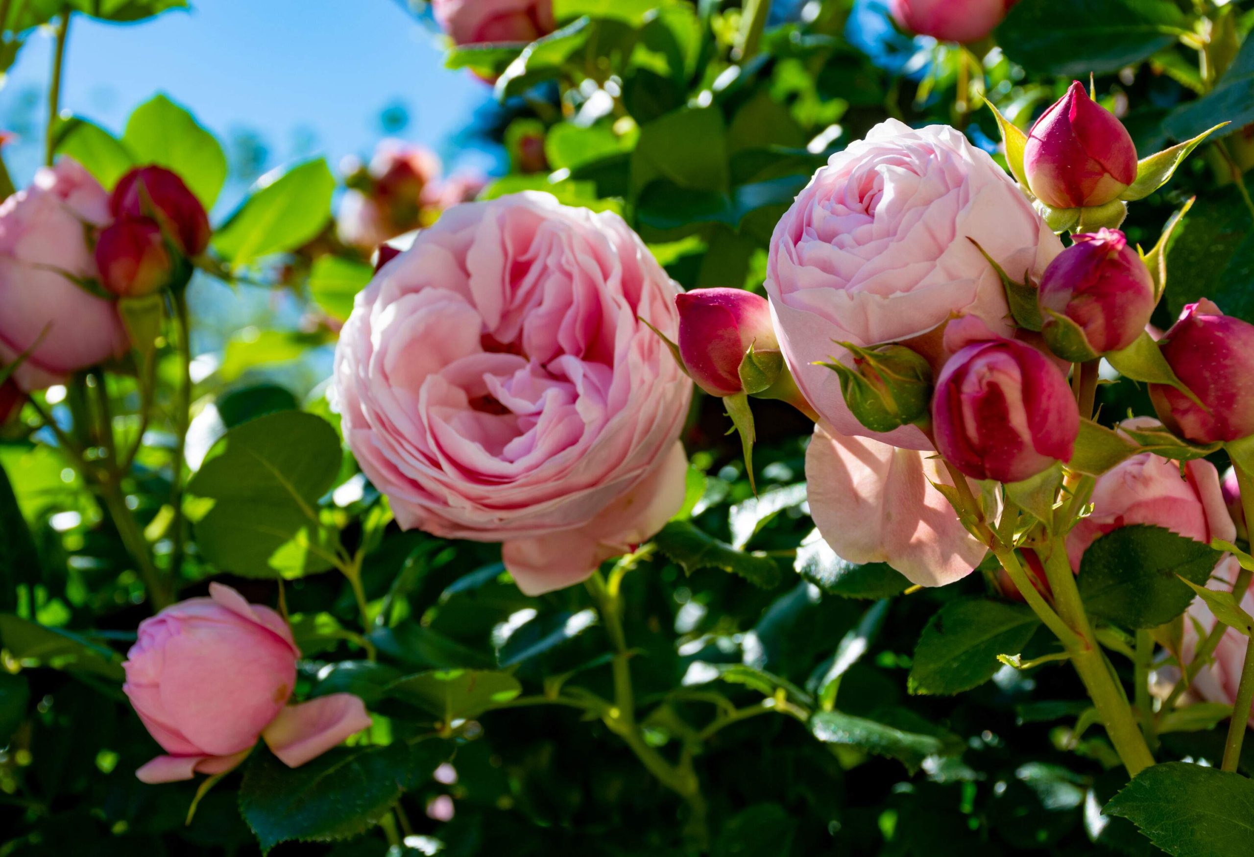 Sunlit pink rose flowers with lush leaves ready to bloom.