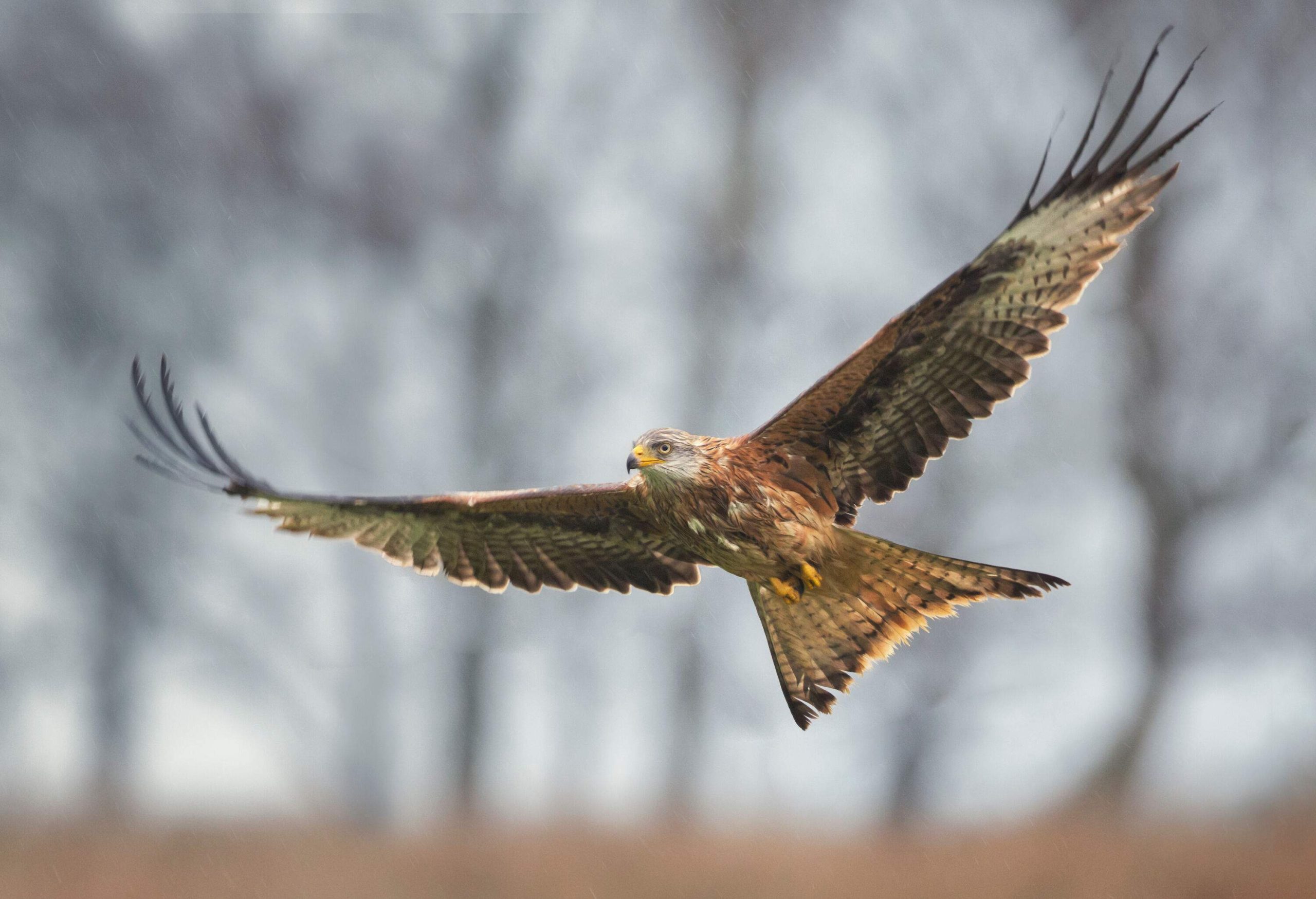 A red kite in flight, gliding through the wind and keeping an eye on its prey.
