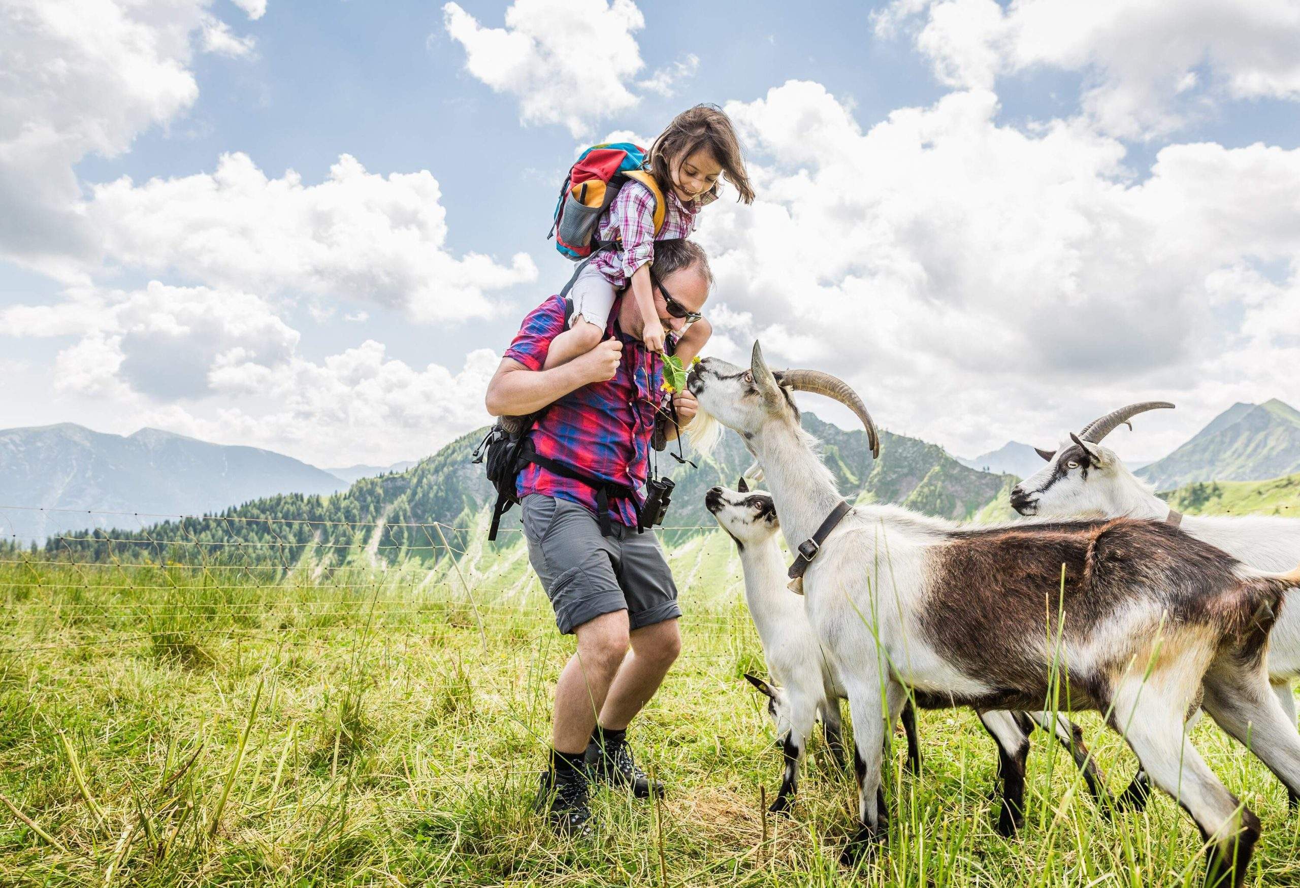 A little girl riding on her father's shoulder and feeding the goats.