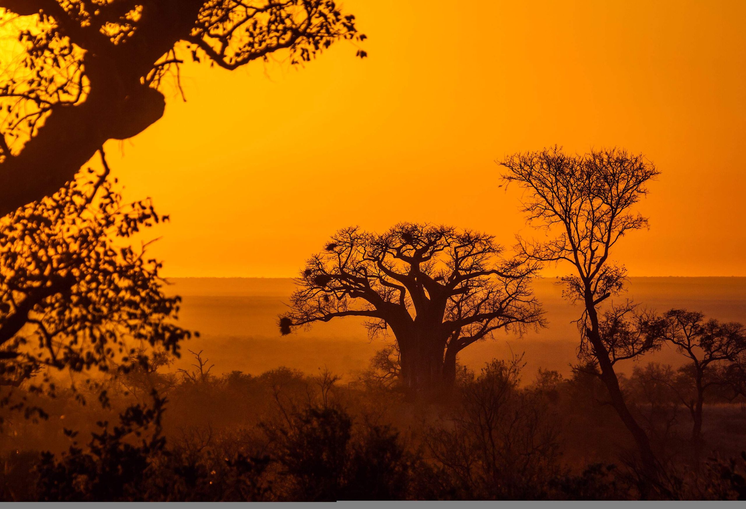 Silhouette of trees with big branches under the orange sky.