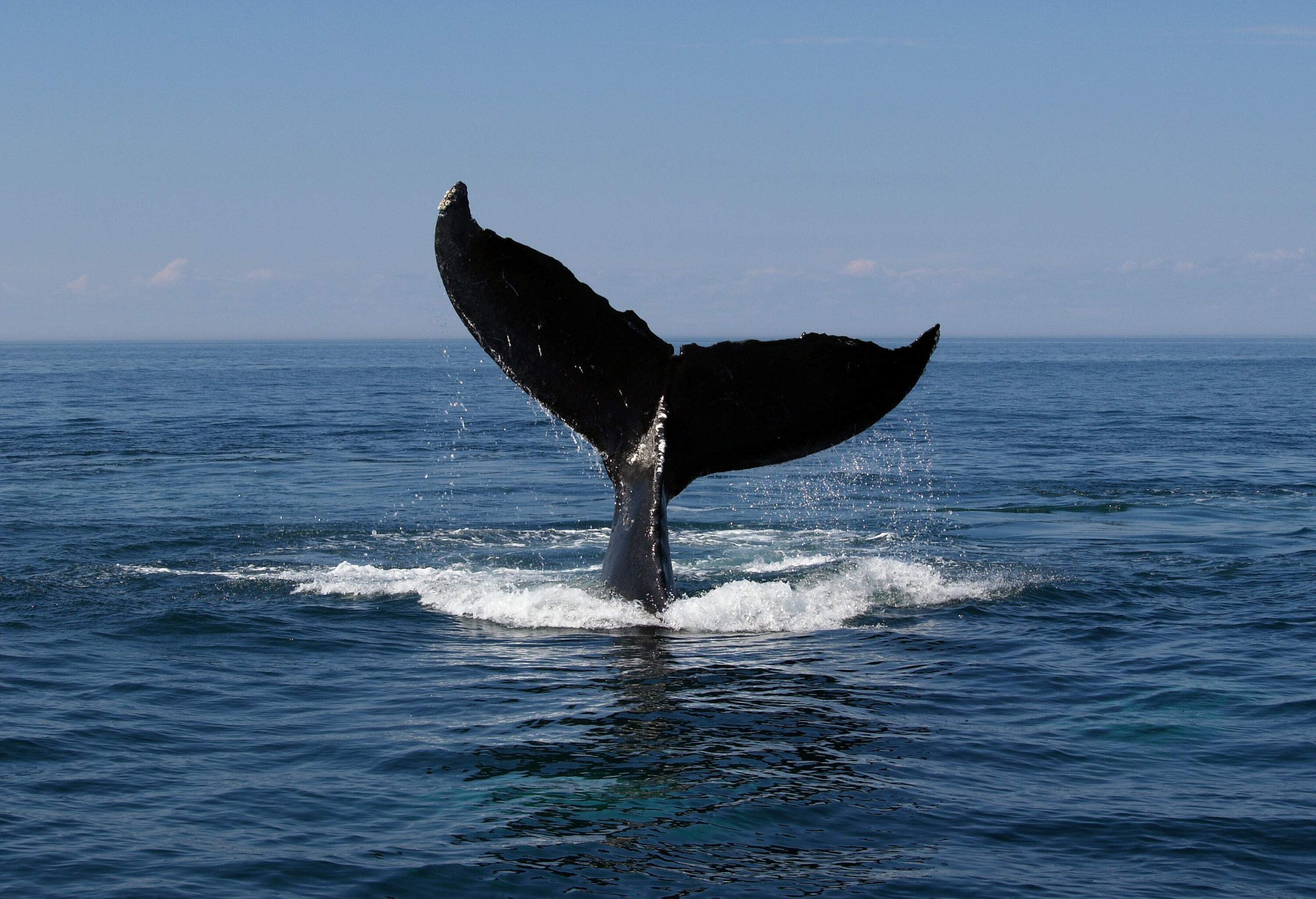 A tail of a whale poking through the surface of the ocean.