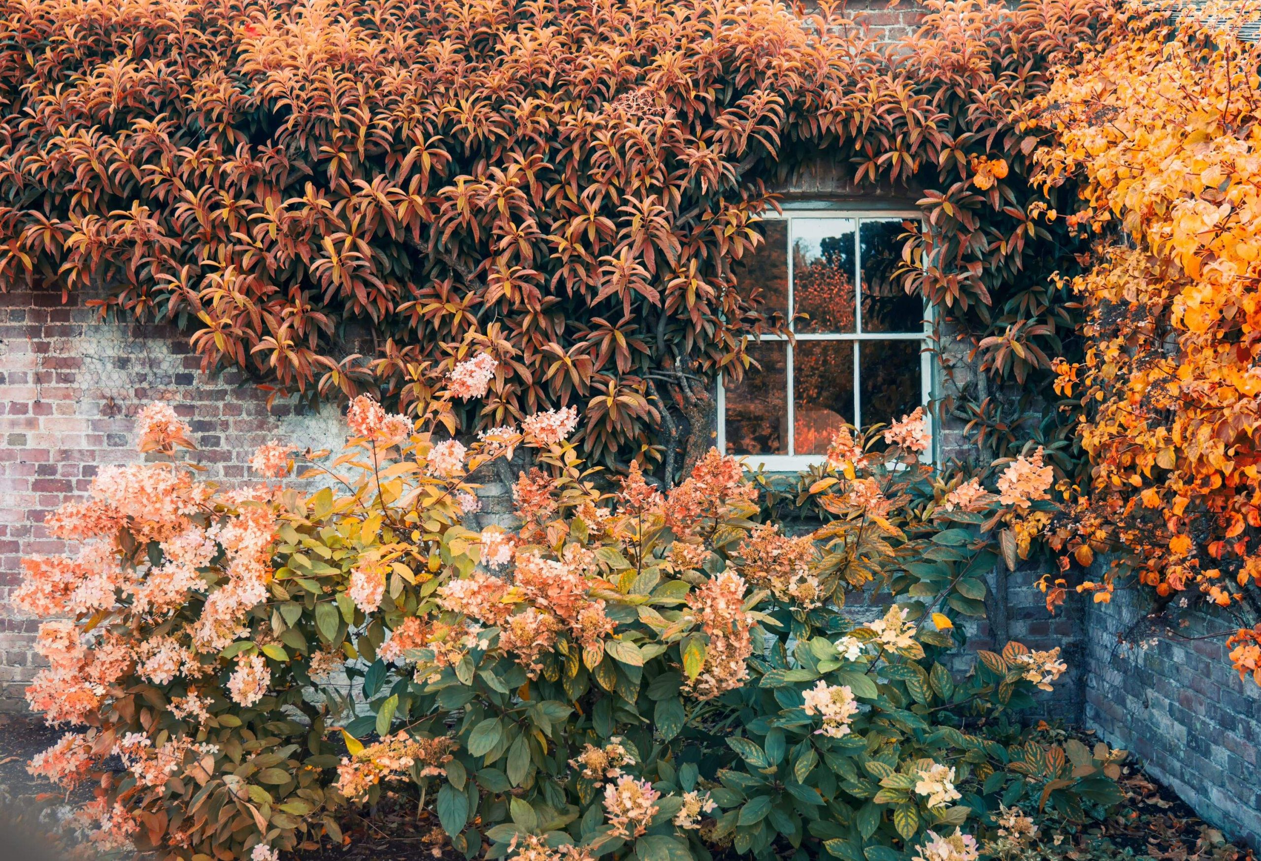 Window on the brick wall with fall color leaves. Traditional English residential house with orange plants around. Toned Autumn seasonal background.