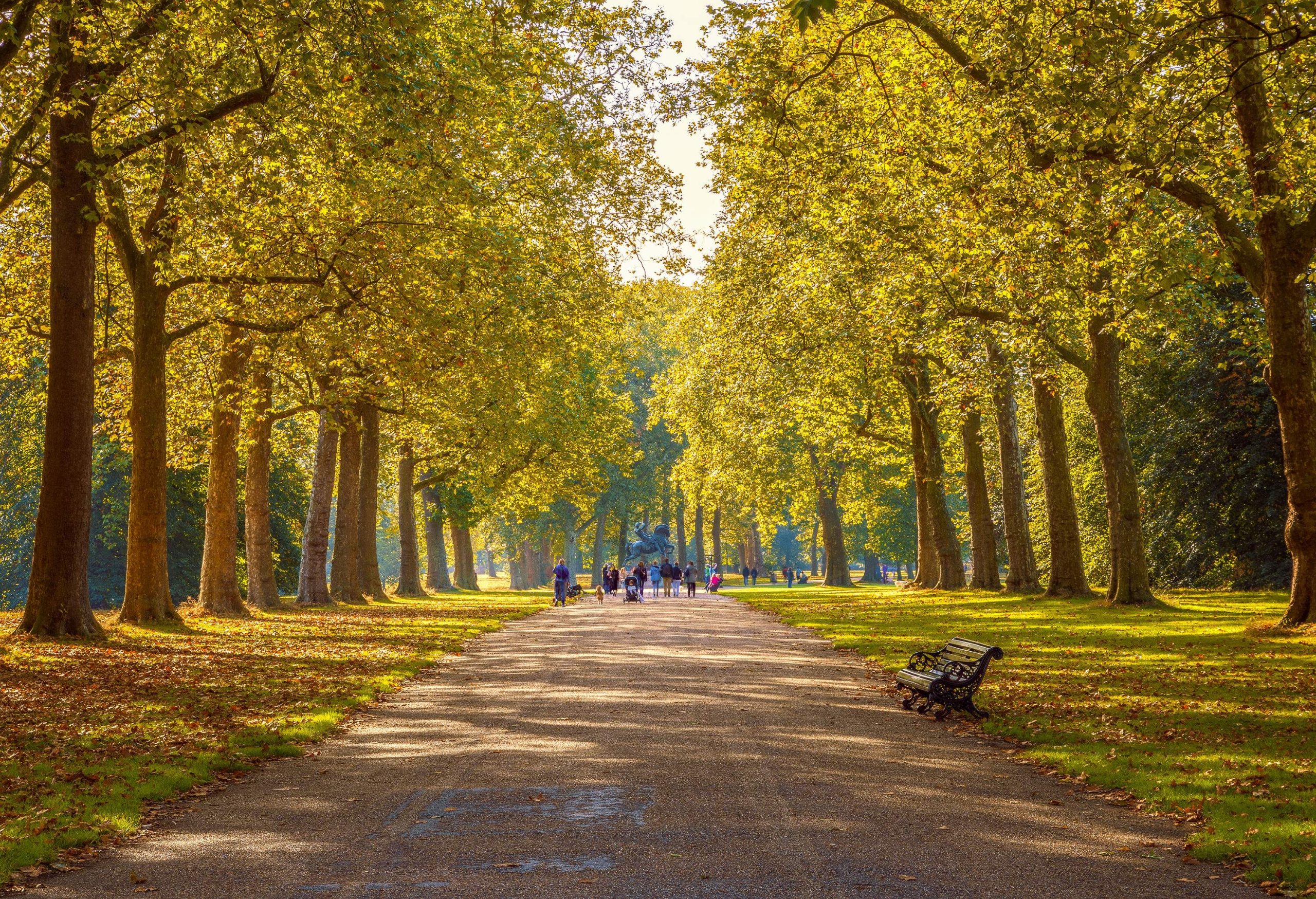 People are walking on the paved footpath of the park lined with trees in autumn foliage.