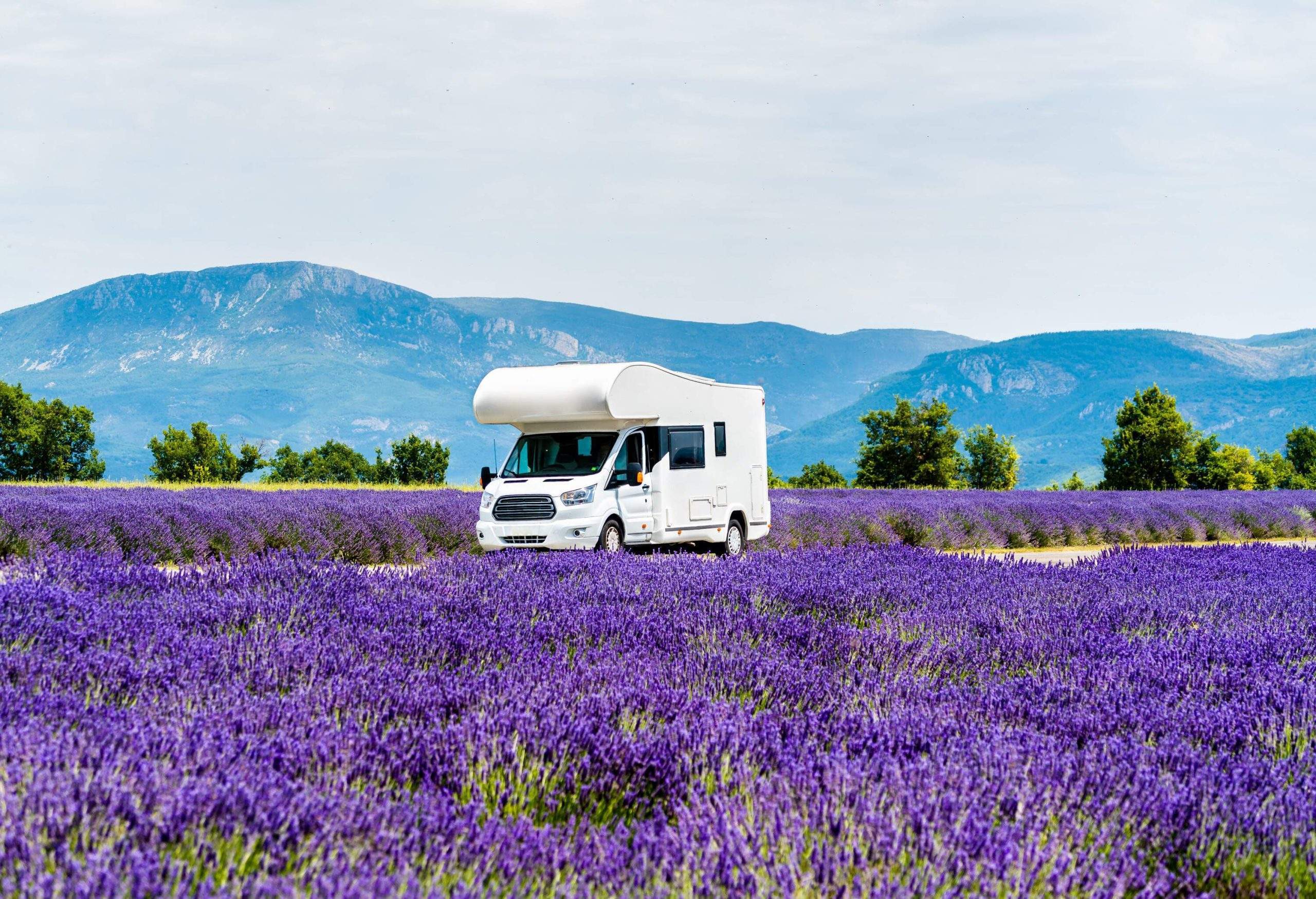 A campervan passing through a striking field of lavender.