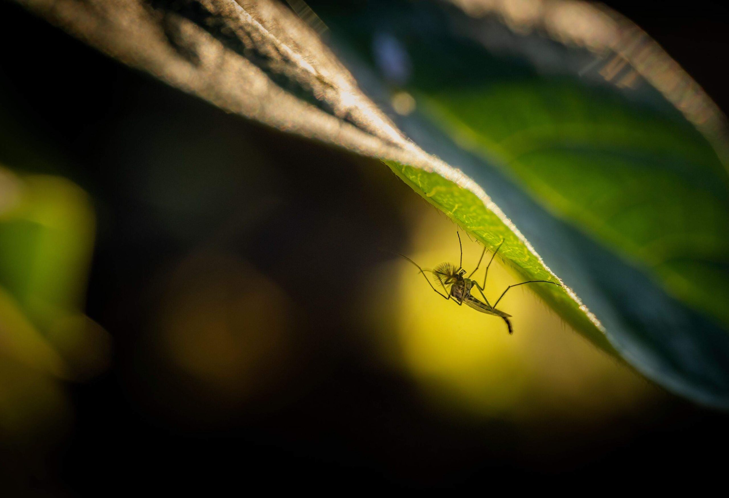 Midges (Chironomidae) in dramatic light