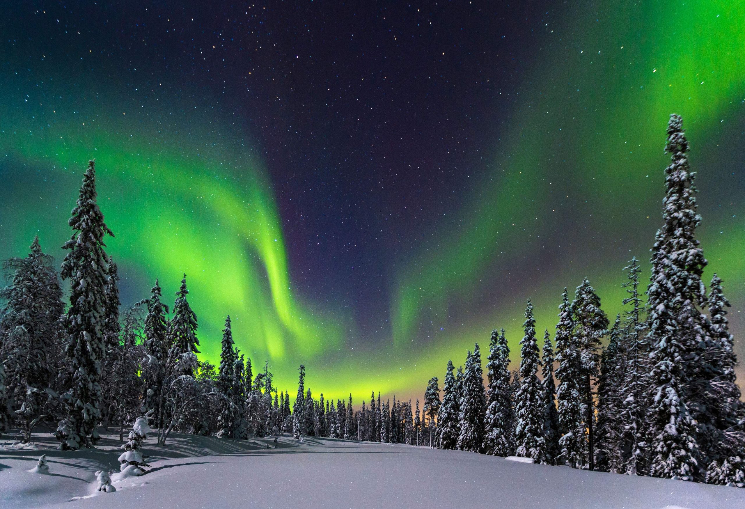 A snowfield on a frosted forest under the vivid green hues of the northern lights.