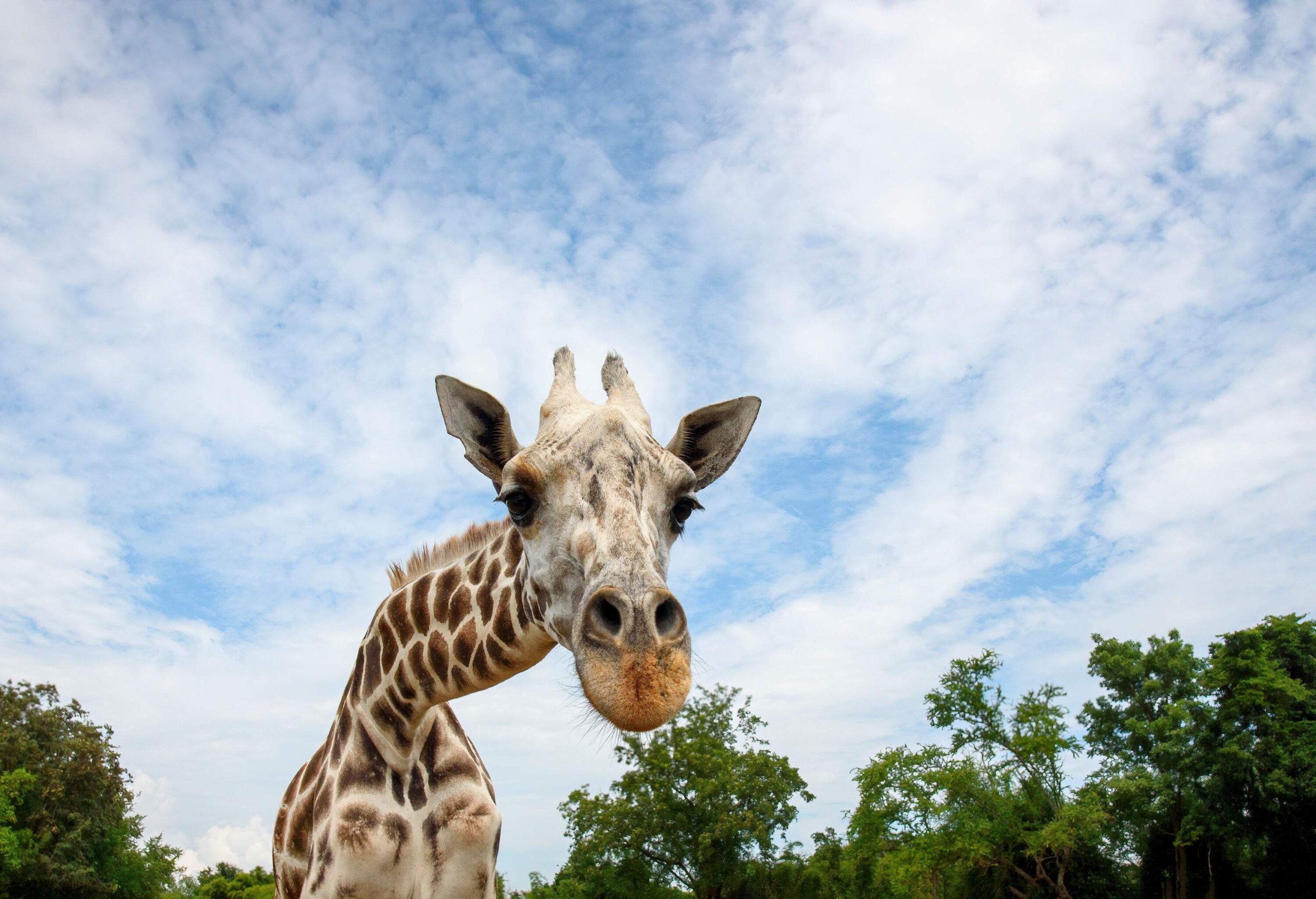 A giraffe stands in a forest under a cloudy sky.