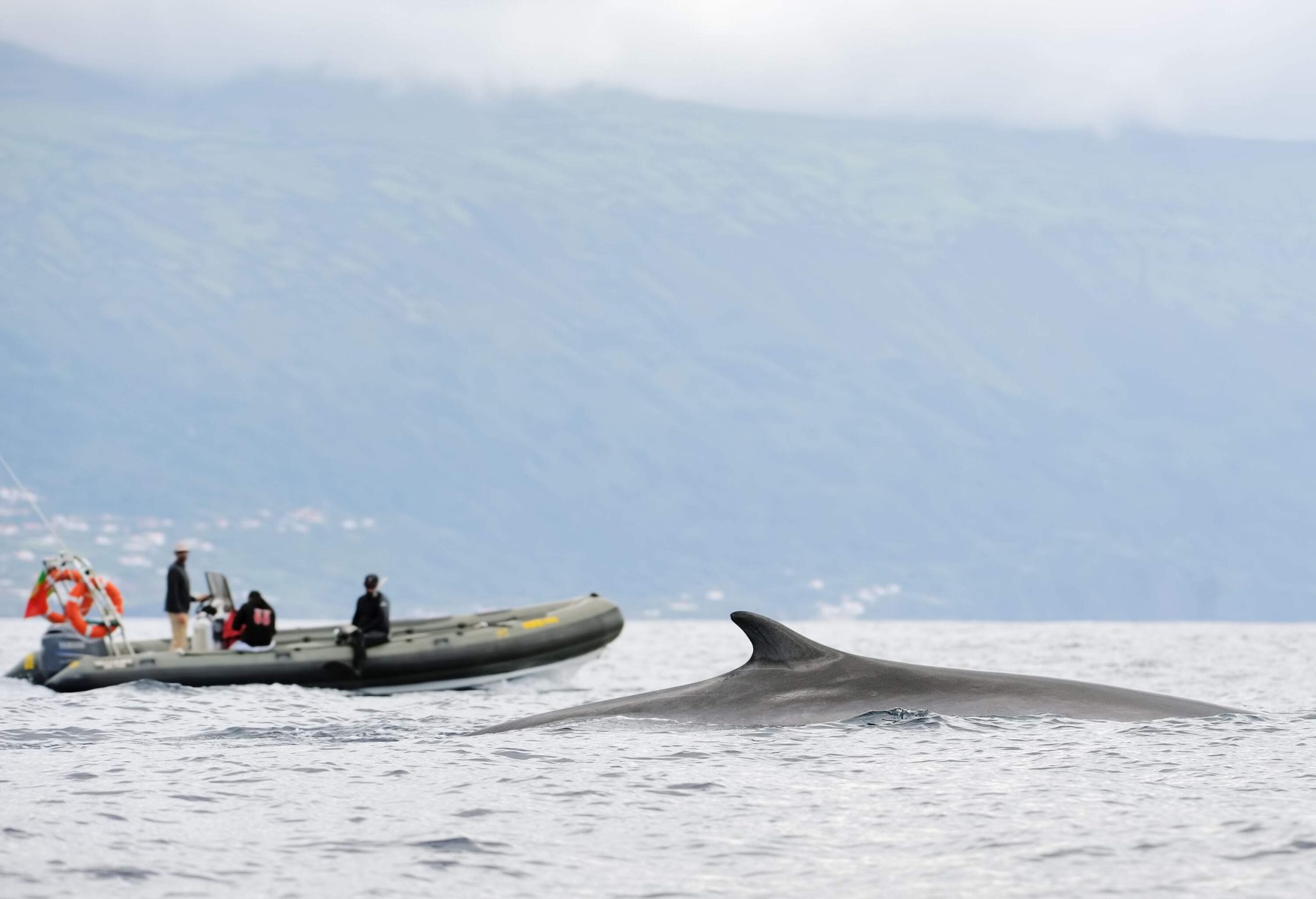 People on a rubber boat spotting a blue whale on the sea.