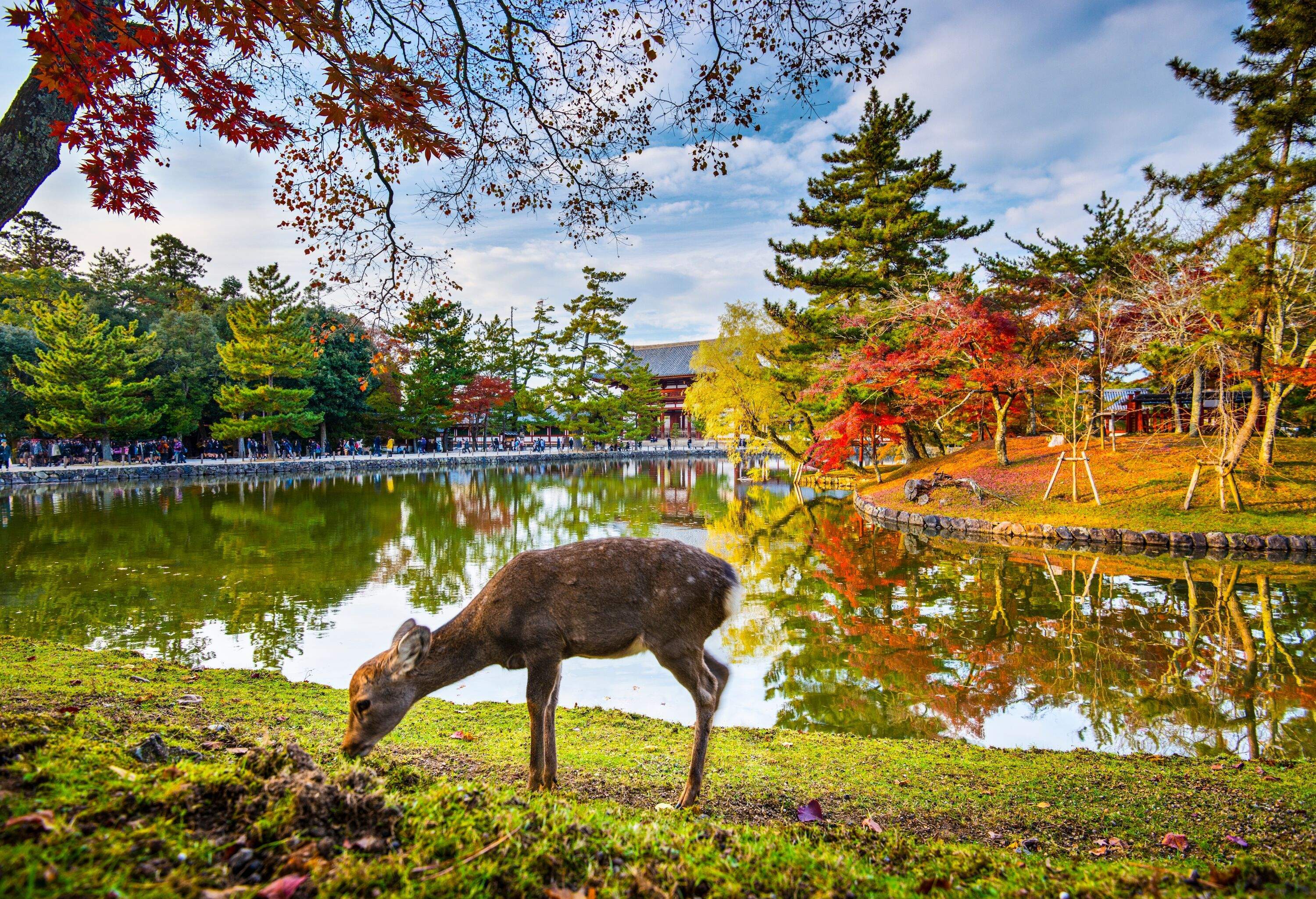 A solitary deer grazes peacefully by a tranquil pond, while the faint outline of a temple peeks through the verdant trees across the water in the background.