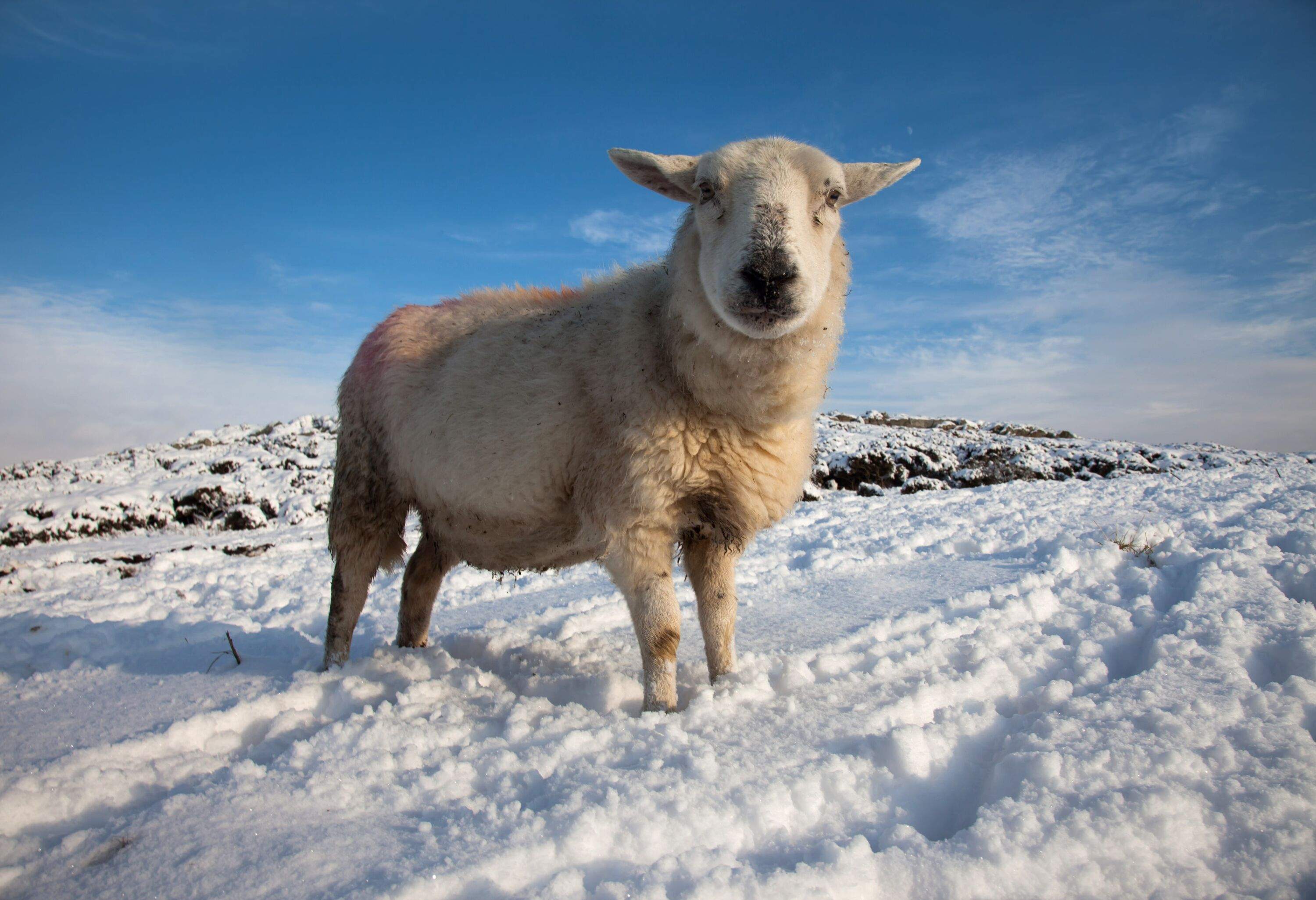 Winter scenes around Rhoscolyn in winter with snow on the ground Isle Anglesey