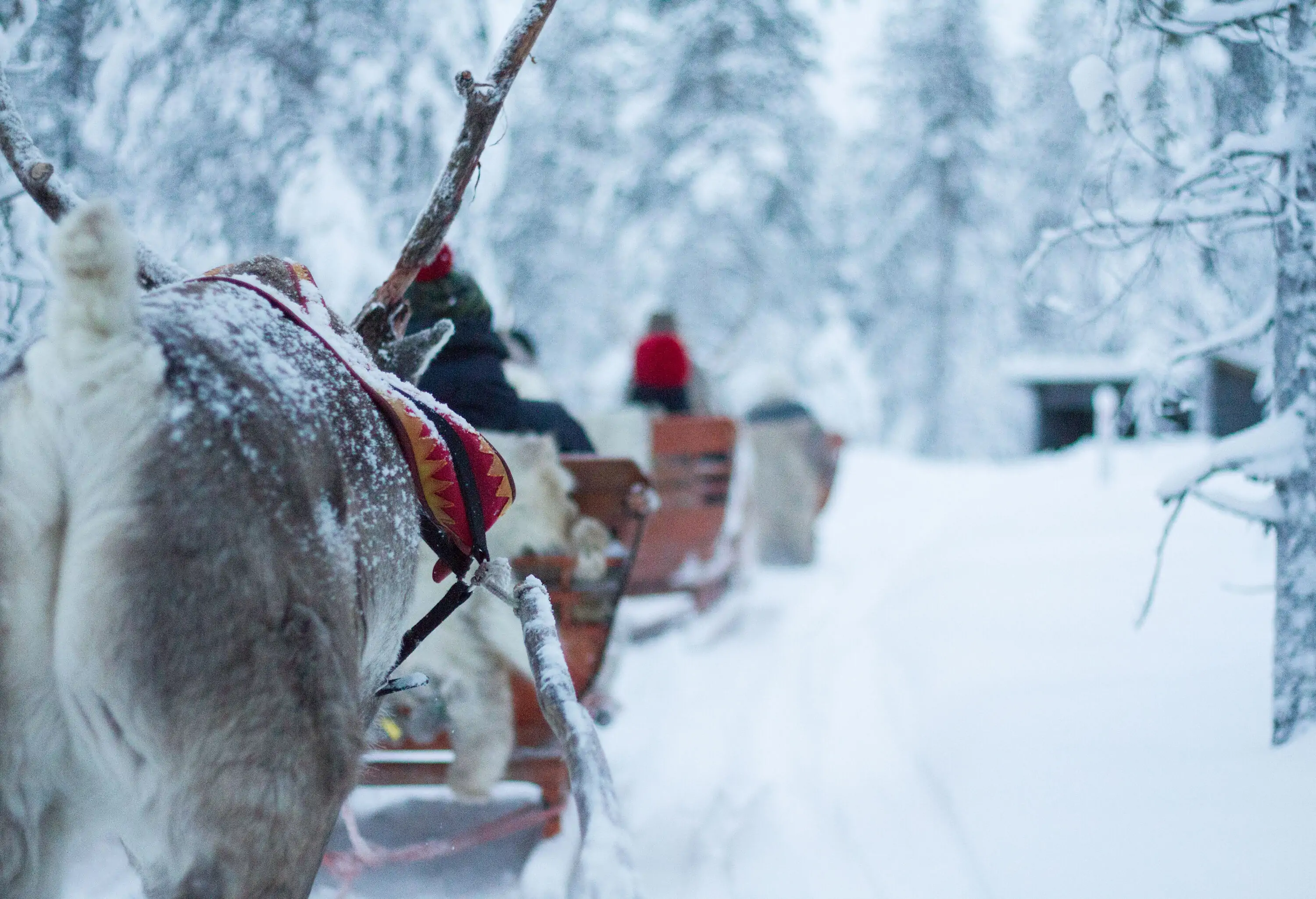 A reindeer-drawn sled gracefully glides through a snowy landscape.