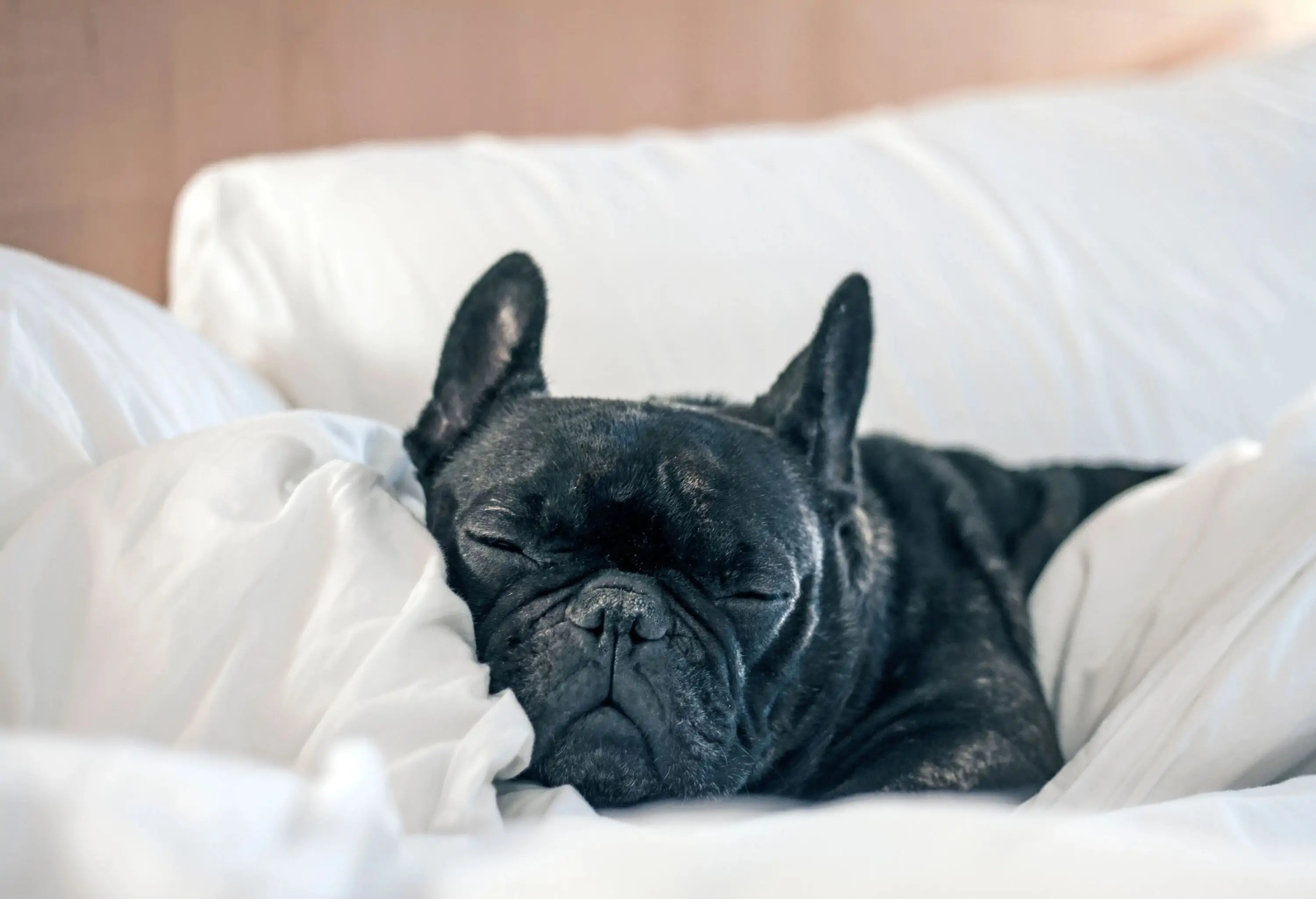 A black dog sleeps on a comfortable bed.