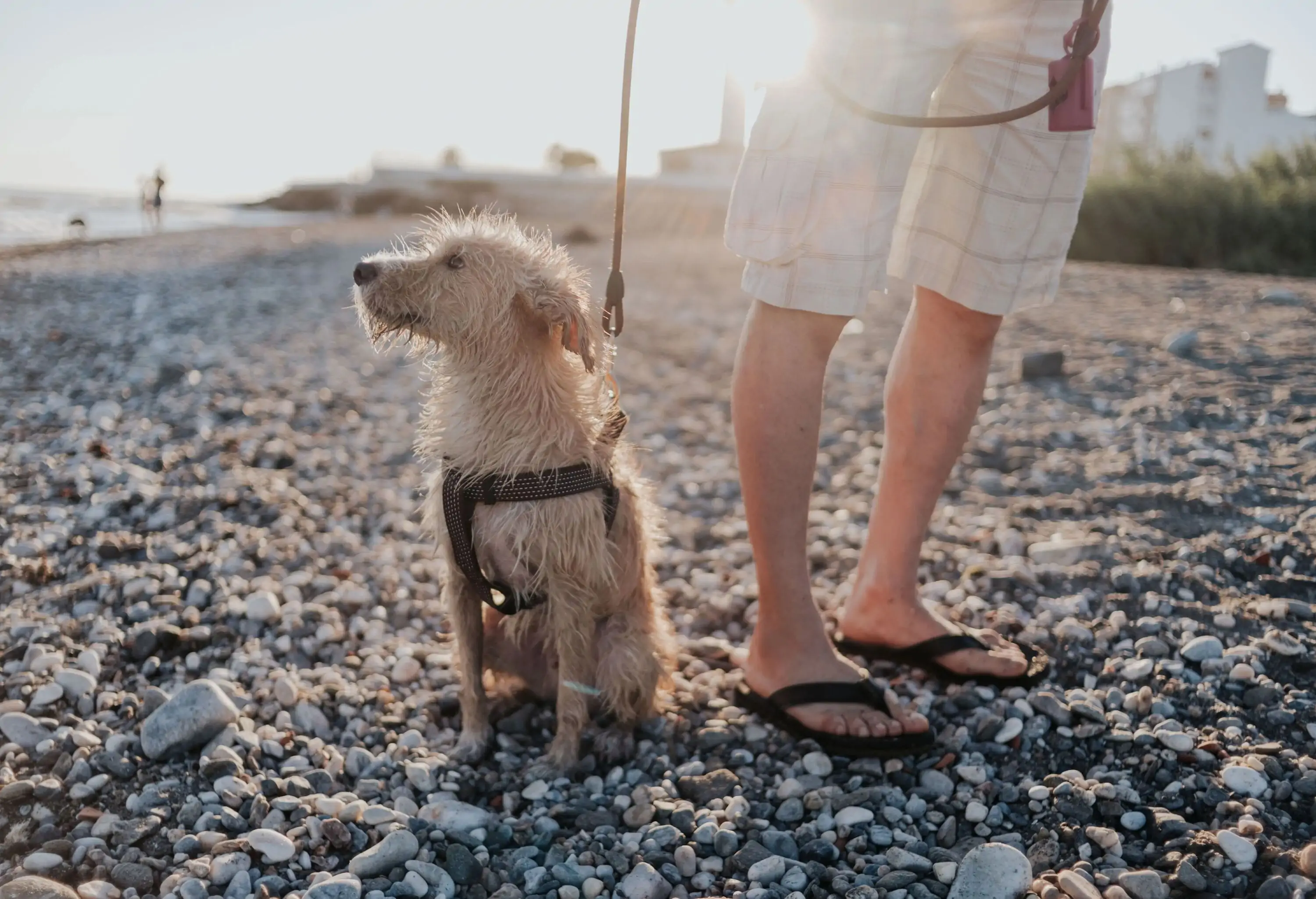 A wet dog on a leash sits on a pebbled beach beside a person.