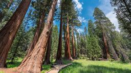 Sequoia National Park holiday rentals