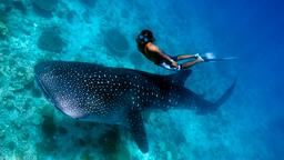 Find cheap flights from Manchester to Maldives