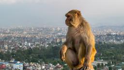 Find cheap flights from Manchester to Kathmandu