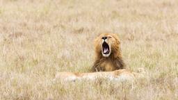 Find cheap flights from Wales to Kenya