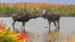 Find cheap flights to Maine
