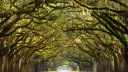 Find cheap flights from England to Savannah