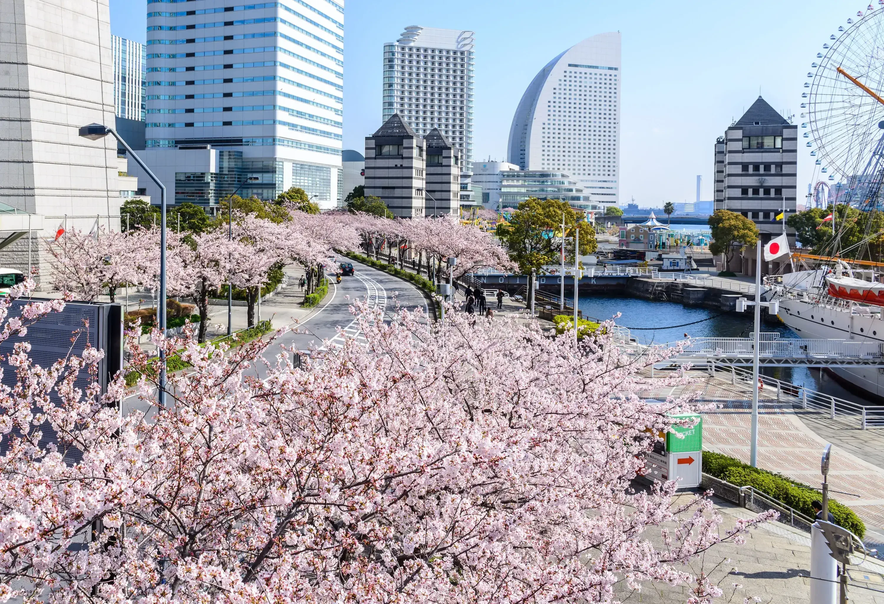 Sakura trees lining the sides of a boardwalk alongside a canal, with modern buildings towering in the backdrop.