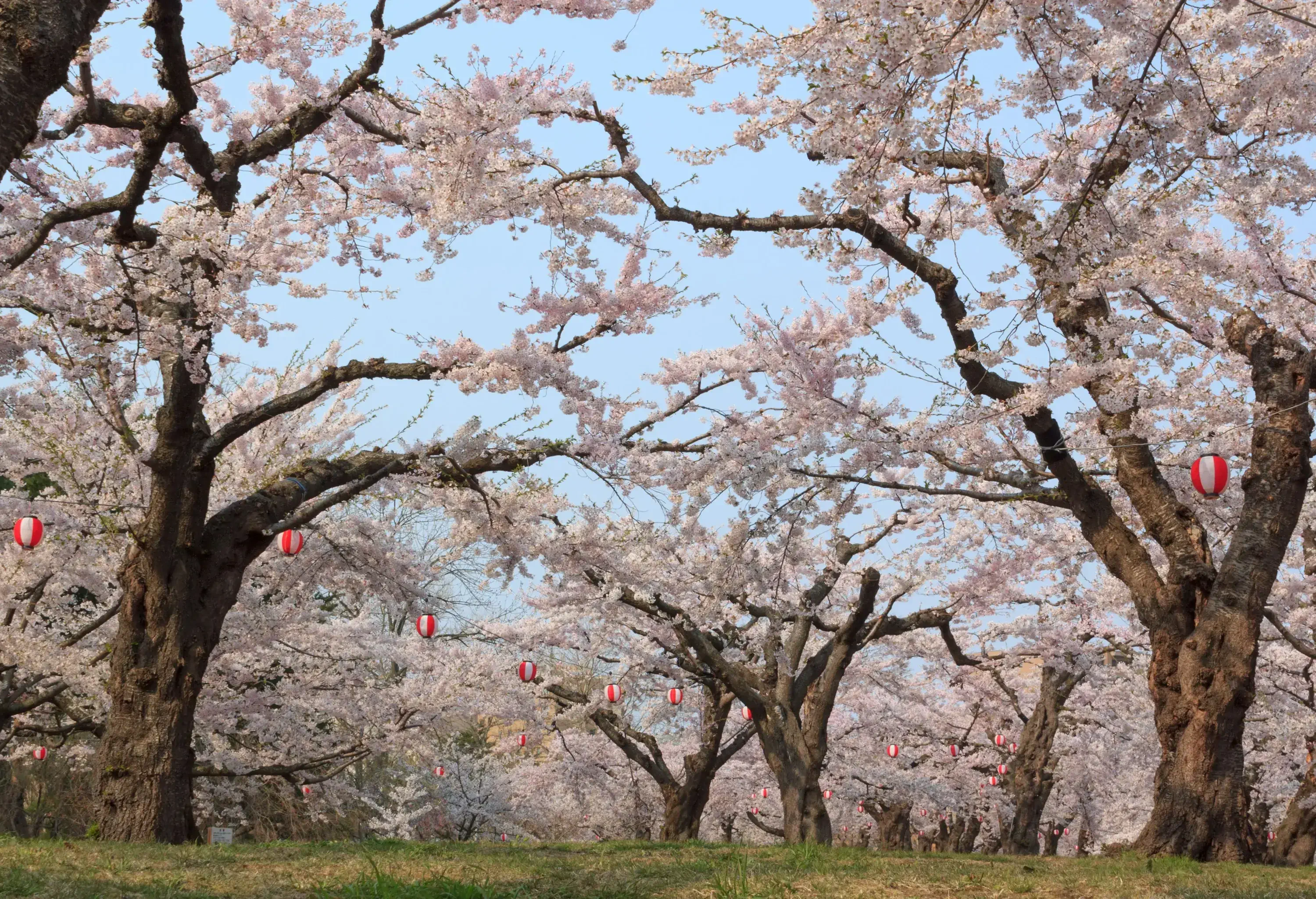 A park with cherry blossoms in full bloom.