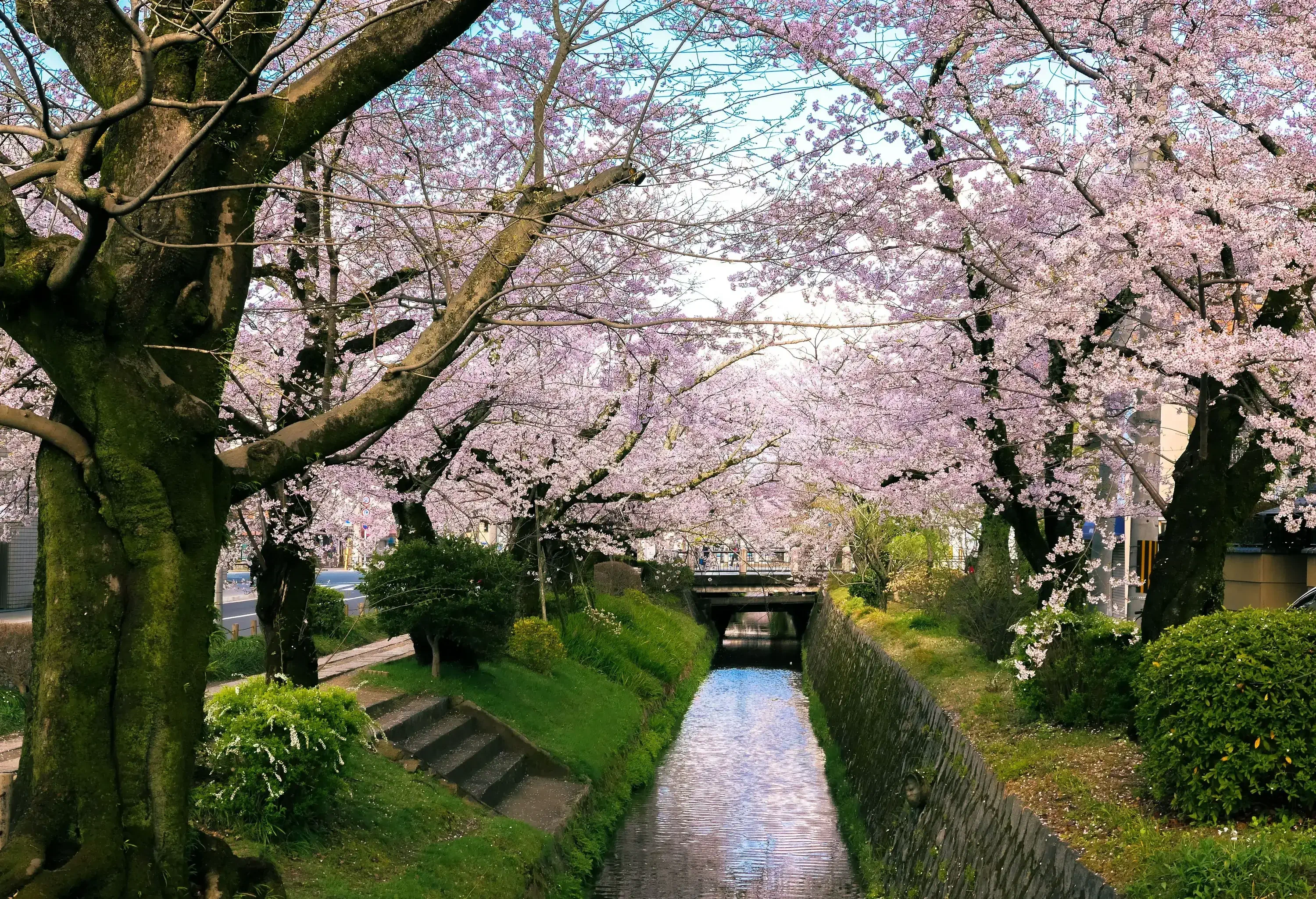 A narrow waterway is embraced by the delicate blooms of cherry blossom trees, their soft pink hues reflecting upon the tranquil surface, while lush green surroundings add to the enchanting ambiance.