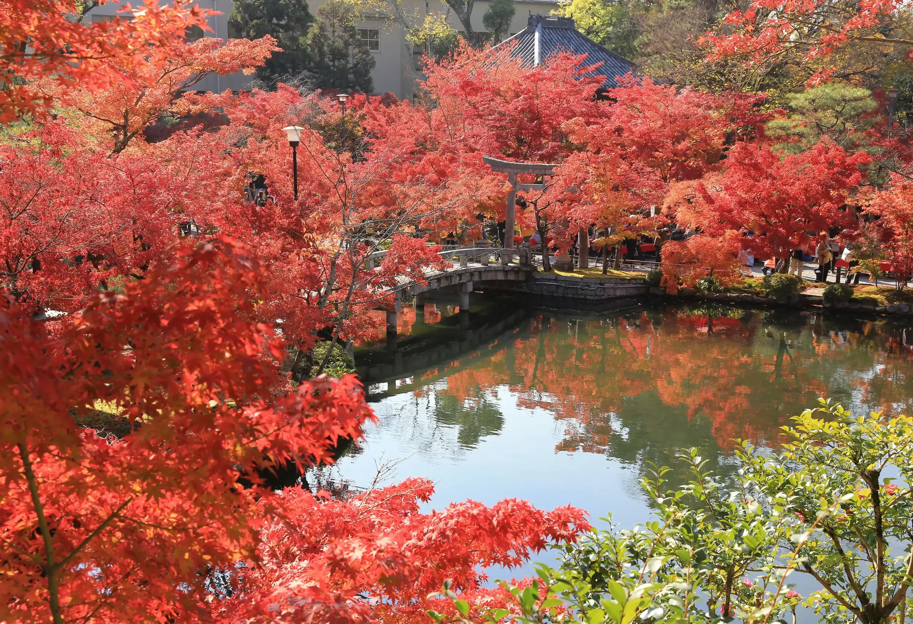 Trees with crimson leaves surrounding a garden pond beneath a wooden bridge.