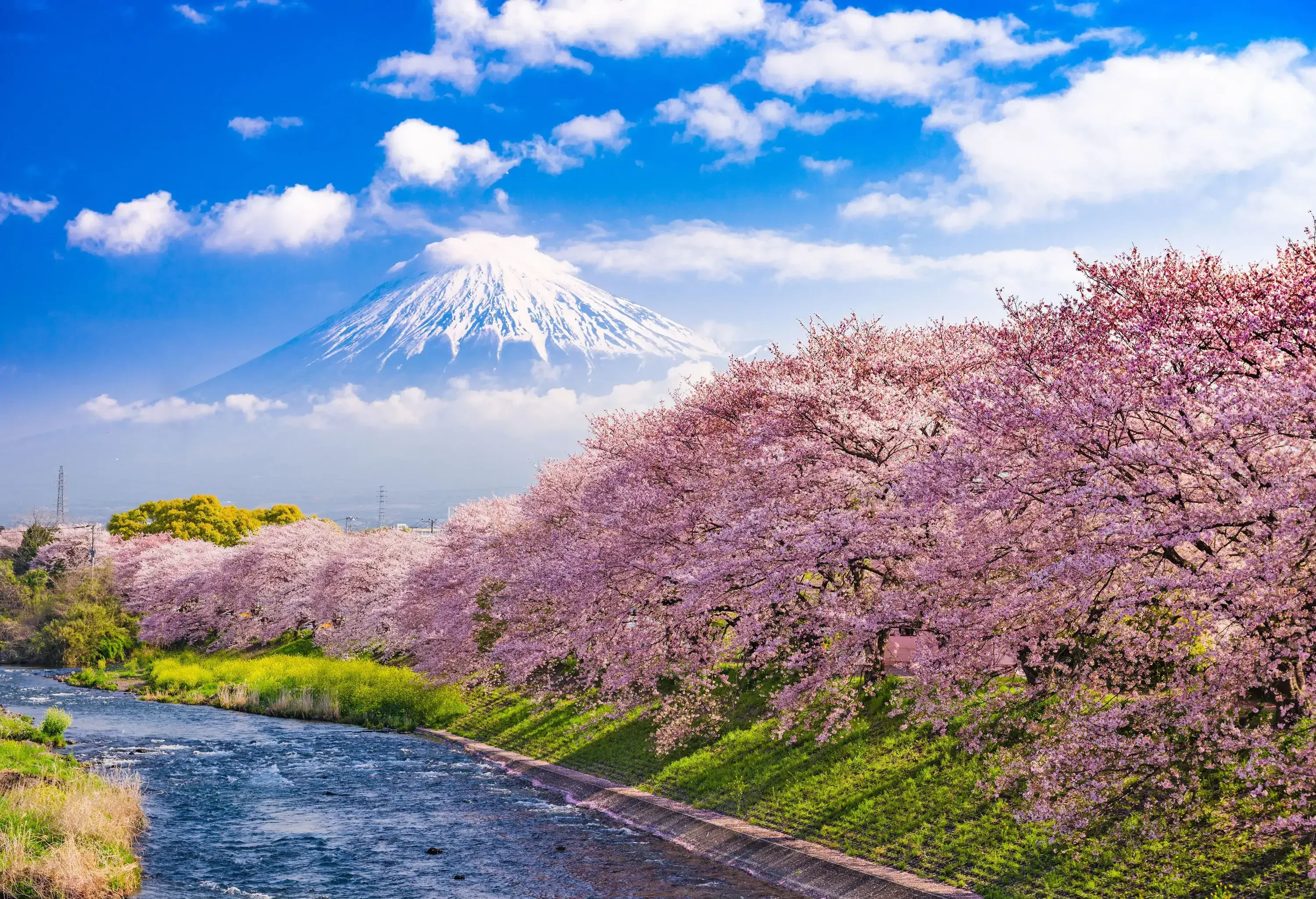 Beautiful cherry blossoms along a riverbank with a snow-capped Mt. Fuji in the backdrop. 