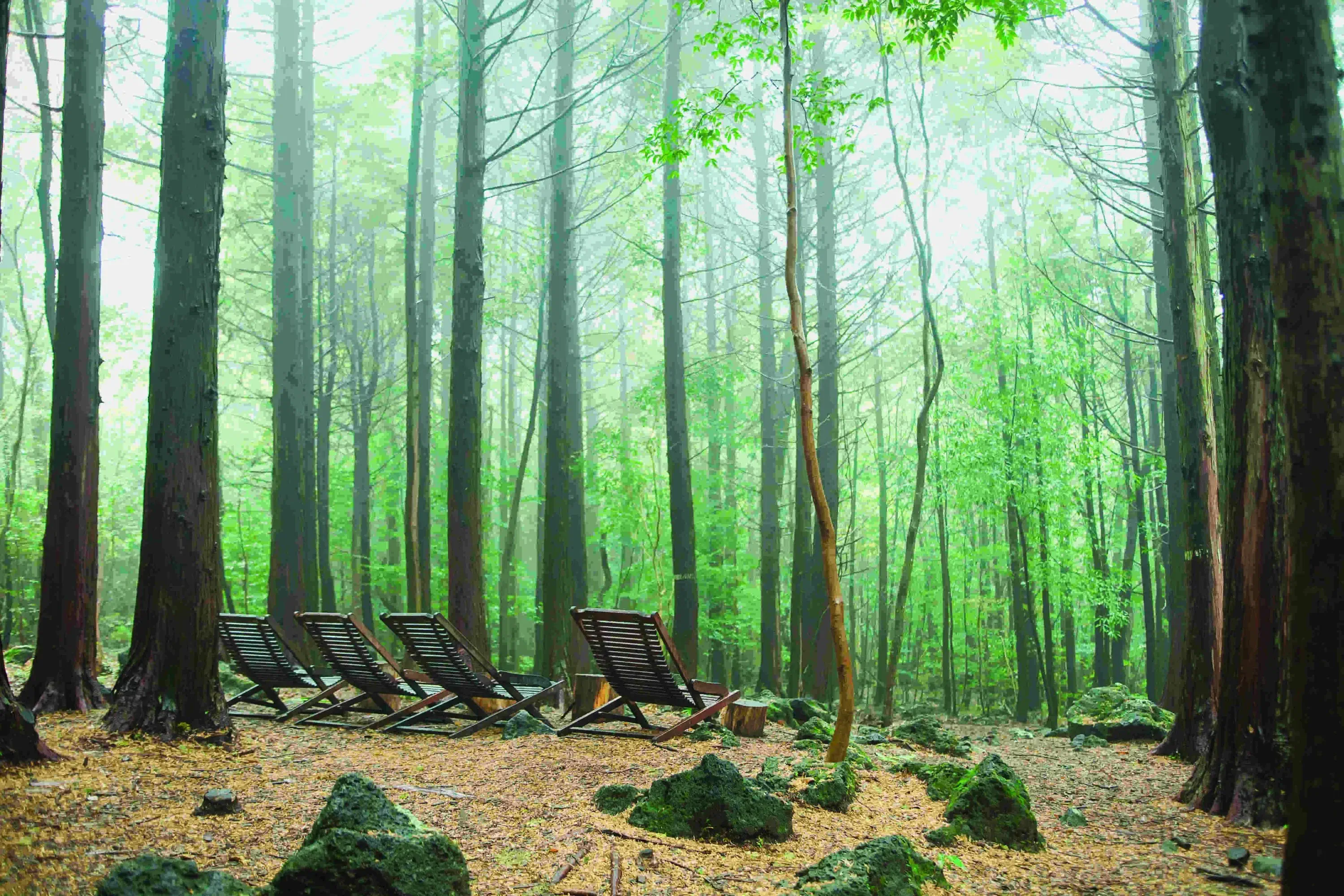 copy-of-seogwipo-forest-of-heali