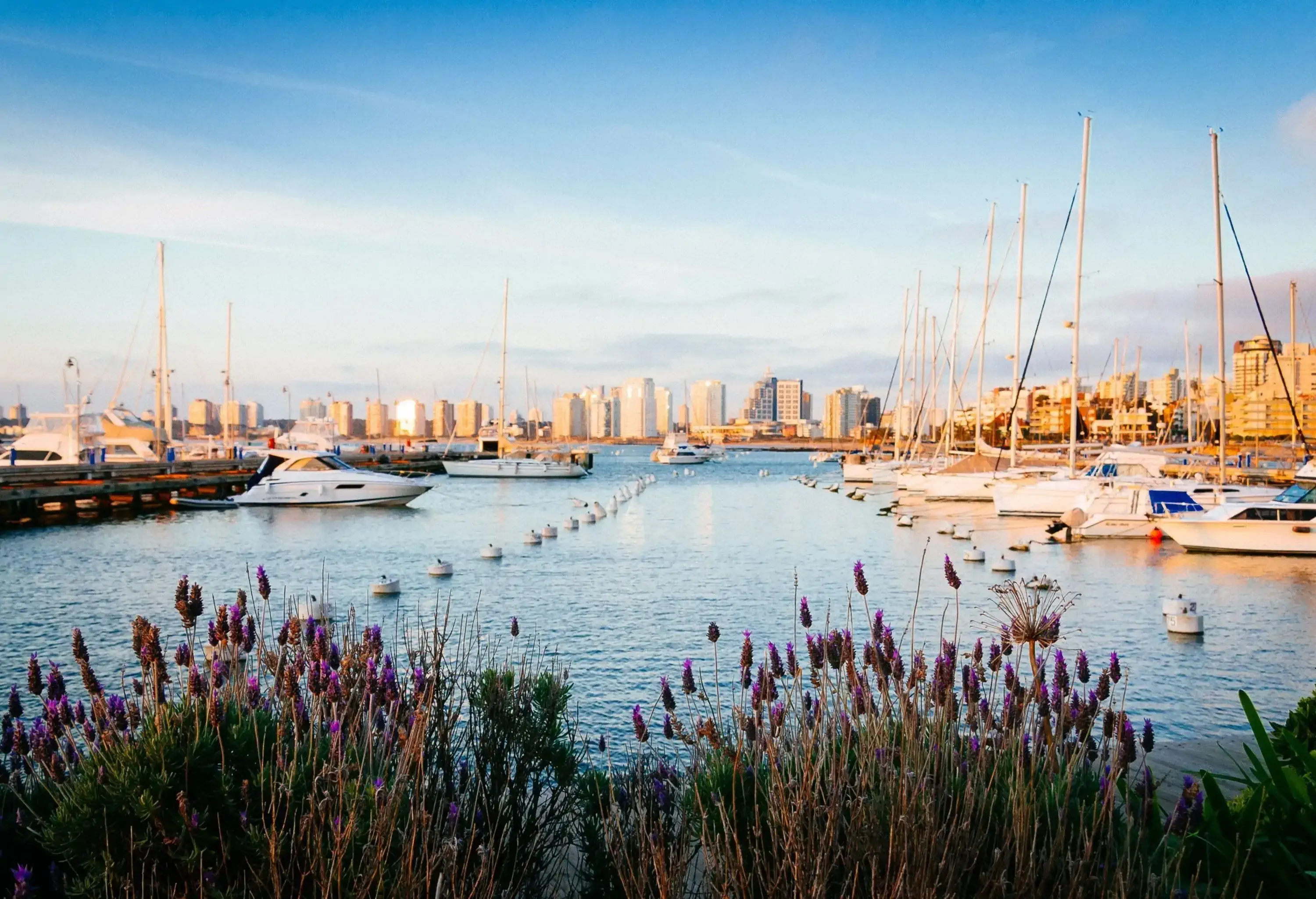 Sailboats anchored in a harbour with buoys against a backdrop of skyscrapers.