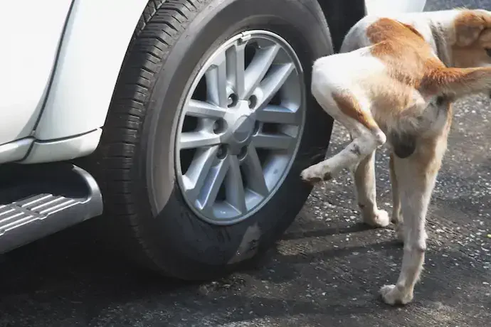 Dog-pee-on-wheels._shutterstock_132082643.jpg