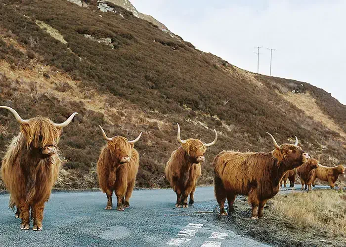 Isle of Skye cows/Ray/EyeEm.com