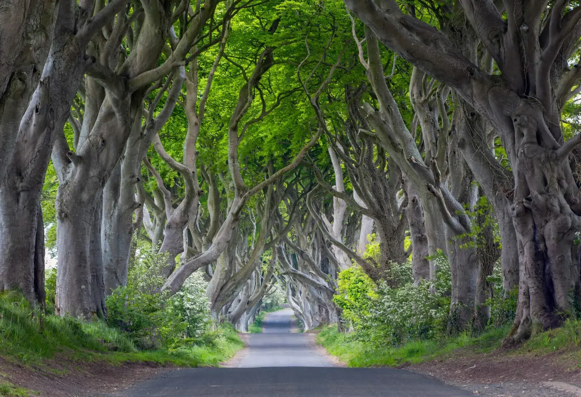 country antrim ballymoney the dark hedges