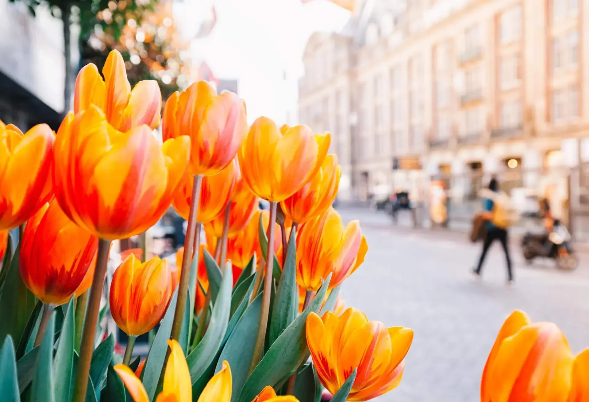 amsterdam spring