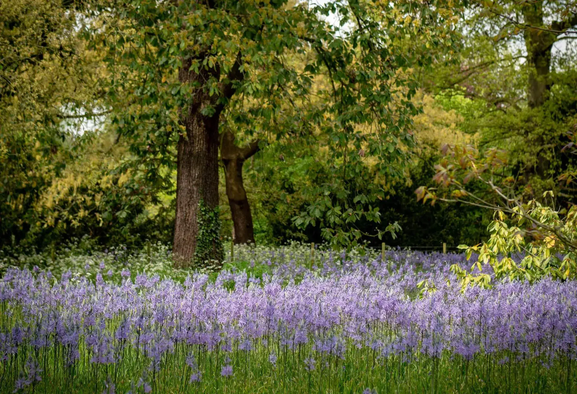 london royal botanical garden