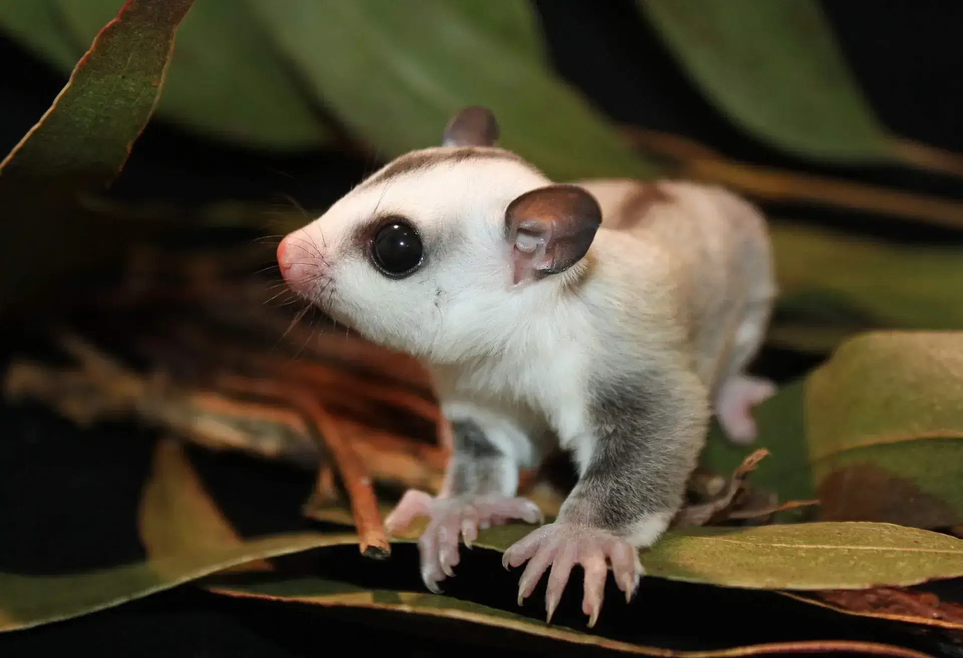 THEME_ANIMALS_SUGAR-GLIDER-JOEY_shutterstock-portfolio_530010346