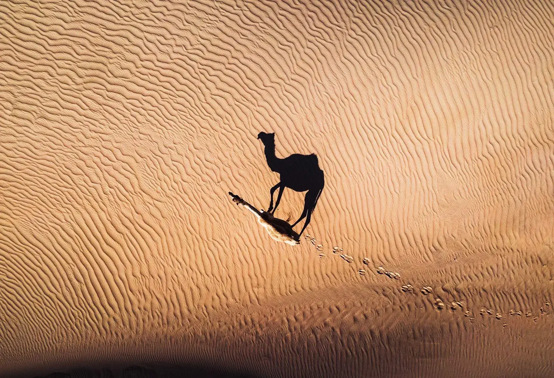 DEST_UAE_DUBAI_DESERT_CAMEL_GettyImages