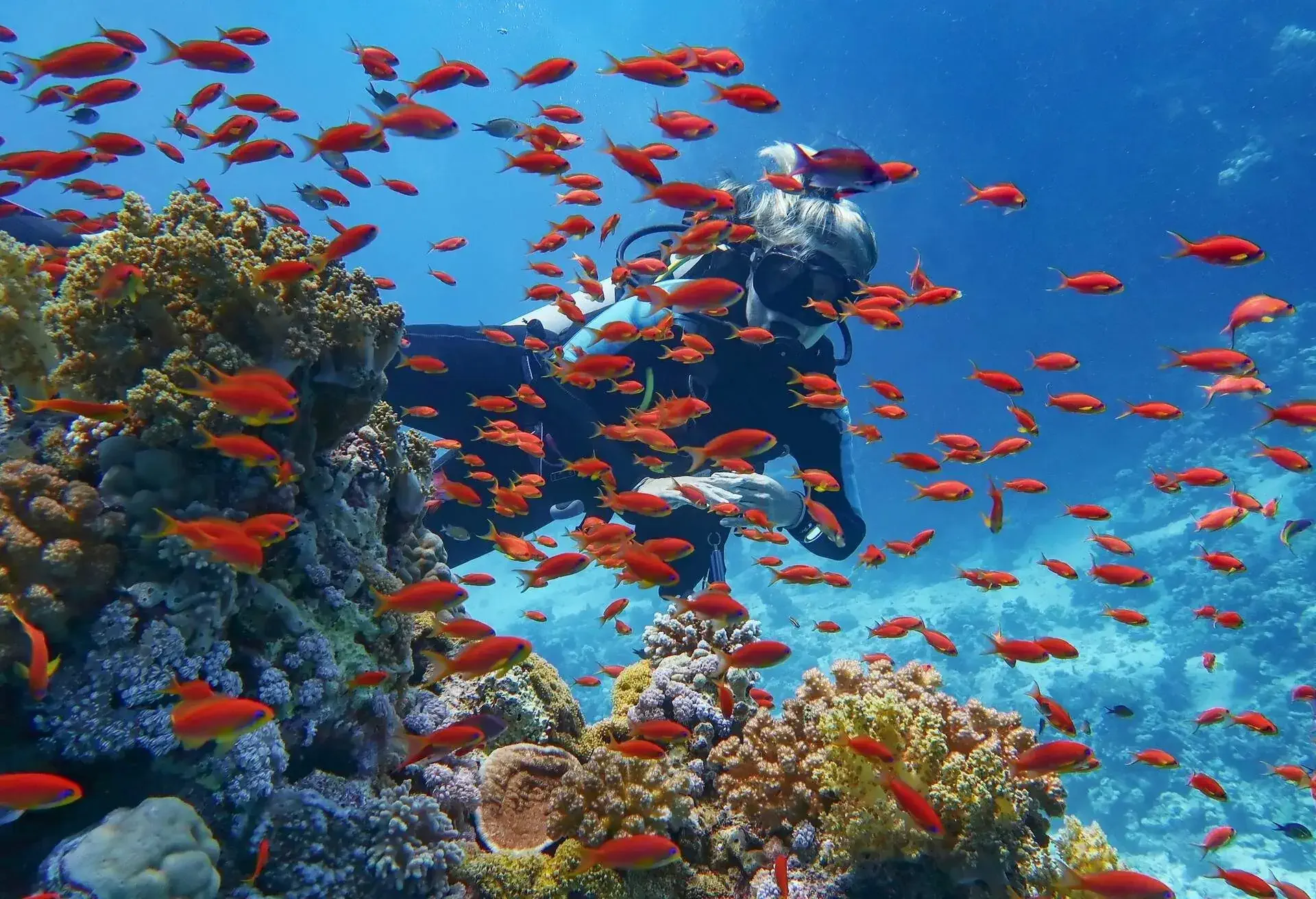 Woman scuba diver near beautiful coral reef - surrounded with shoal of beautiful red coral fish, anthias