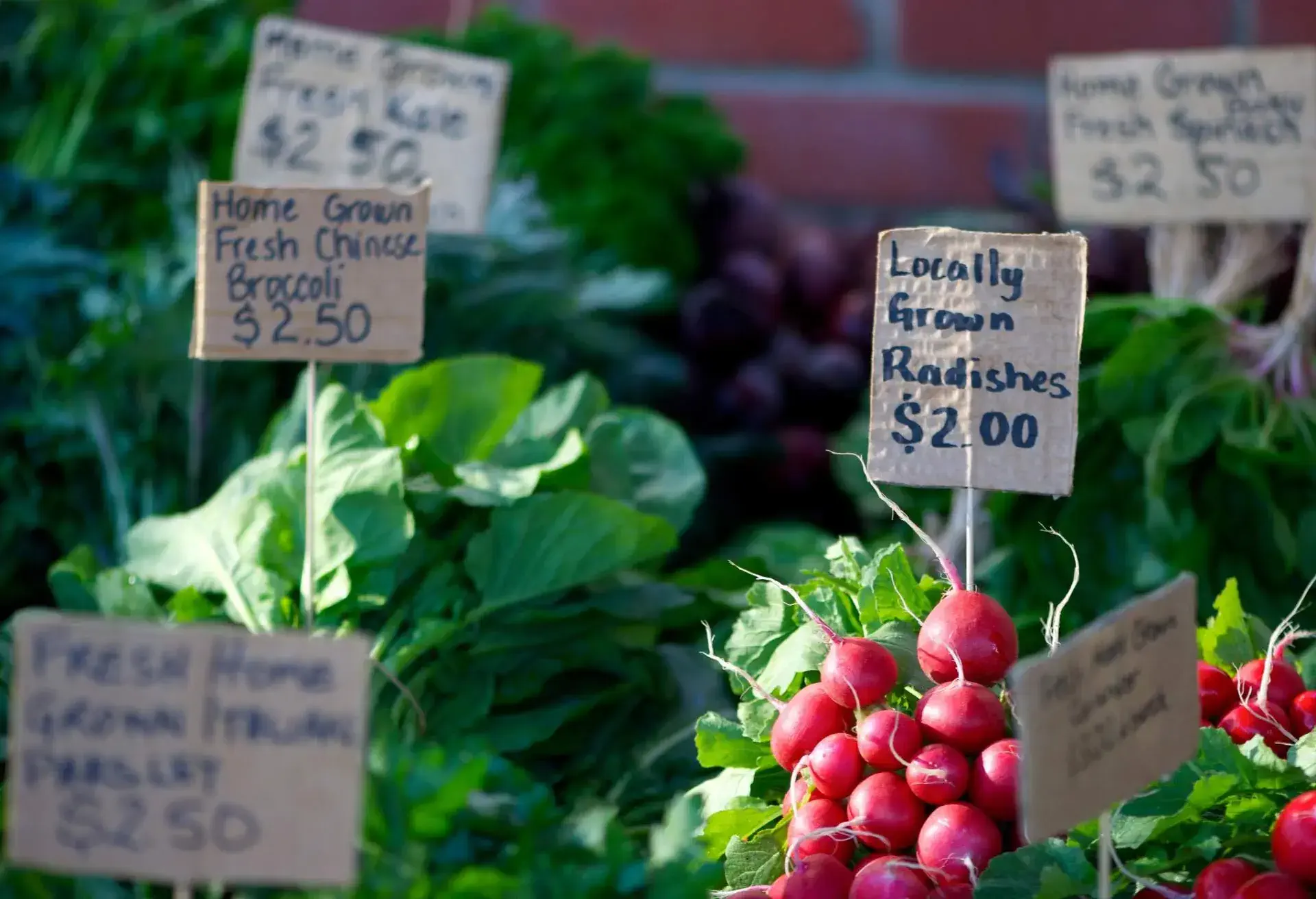 Vegetables available for sale at Farmer's market in Hobart, Tasmania.Home made signs.Vegetables including radishes, Chinese broccoli and kale.