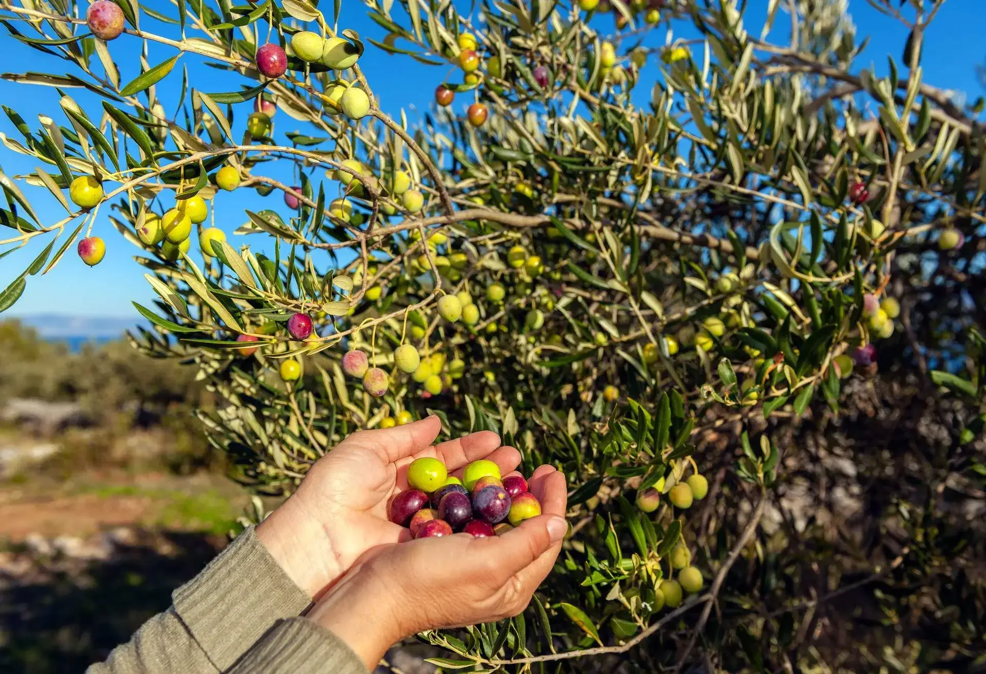Close up of a happy senior Caucasian woman harvesting olives on the Brač island in Croatia, Mediterranean, Europe. Nikon D3X, full frame, XXXL.