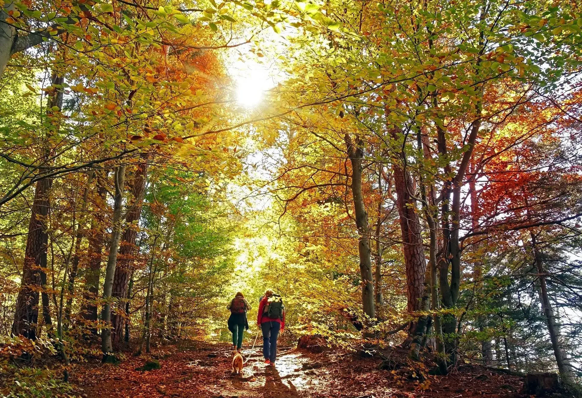 THEME_NATURE_PEOPLE_FOREST_DOG_AUTUMN_GettyImages-1030324244