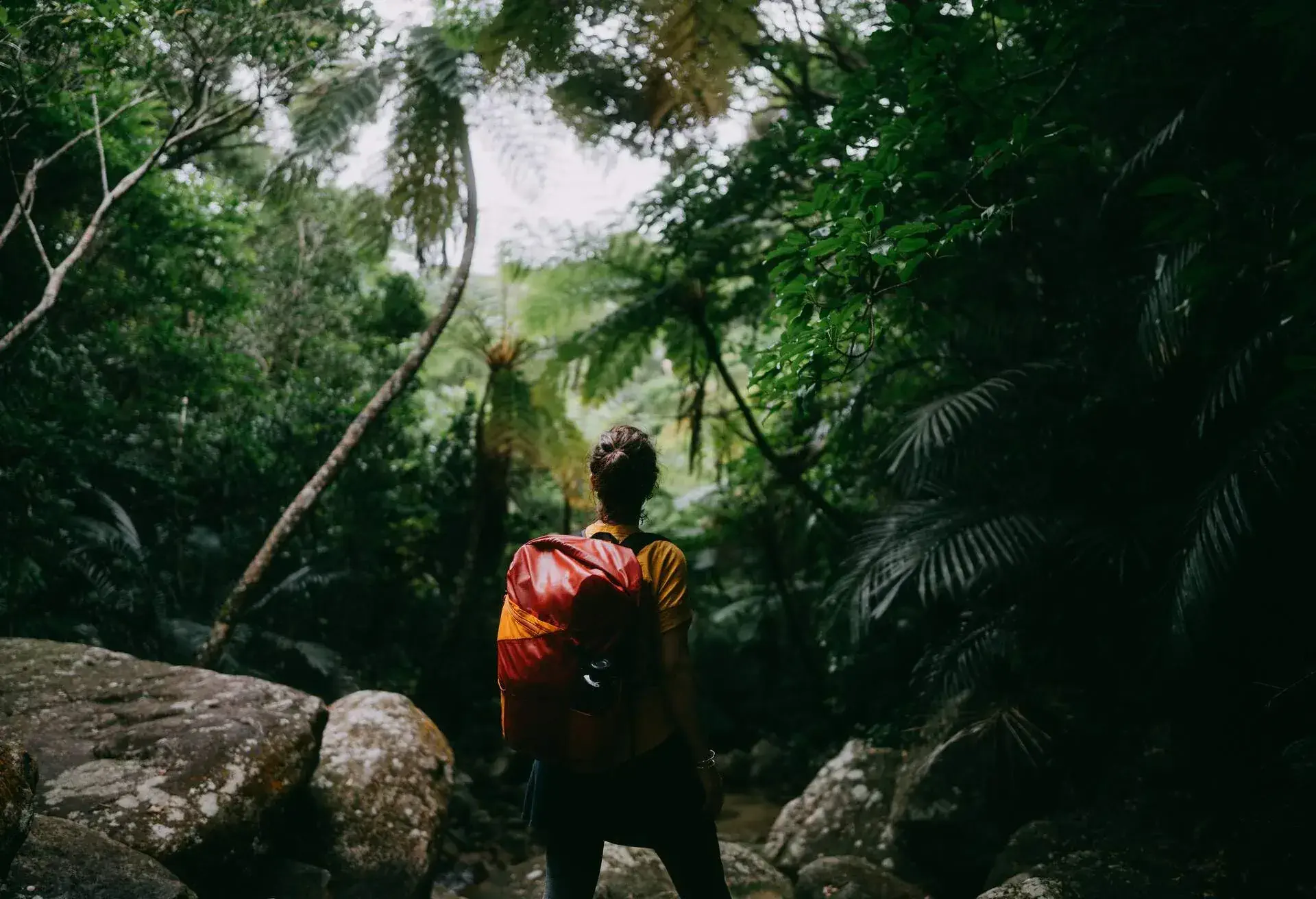 Rear view of woman in tropical rainforest, Iriomote-Ishigaki National Park of the Yaeyama Islands, Okinawa, Japan