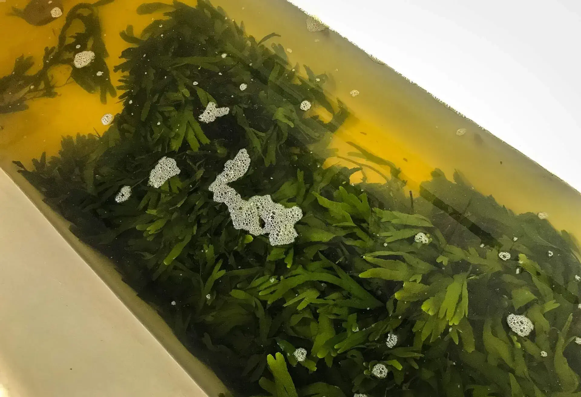Seaweed baths are popular in Ireland. In Edwardian times, when they were more widespread than they are now, there were baths in most large seaside town such as Salthill, Co. Galway, and Howth, Co. Dublin. Many believe seaweed baths are medicinal and can help cure tuberculosis, arthritis, colds and influenza, worm infestations, and may even improve one's attractiveness to the opposite sex. Actual medical evidence is scant.