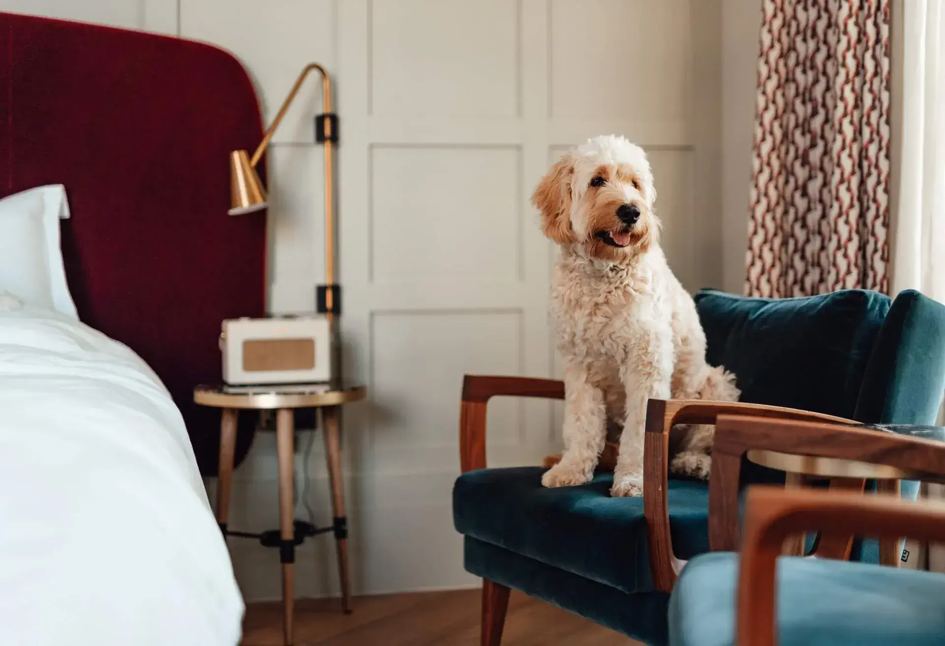theme_hotel_pets_dog_gettyimages-1351923923_universal_within-usage-period_87740