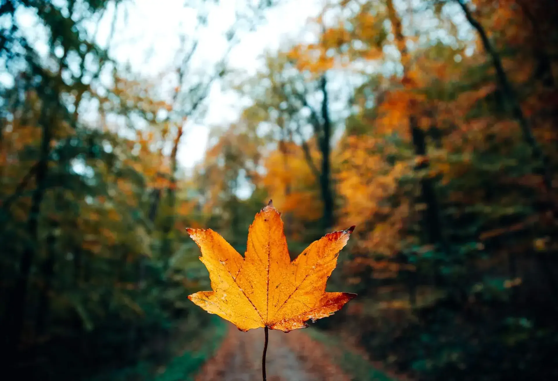 Cropped hand holding maple leaf in the autumn forest